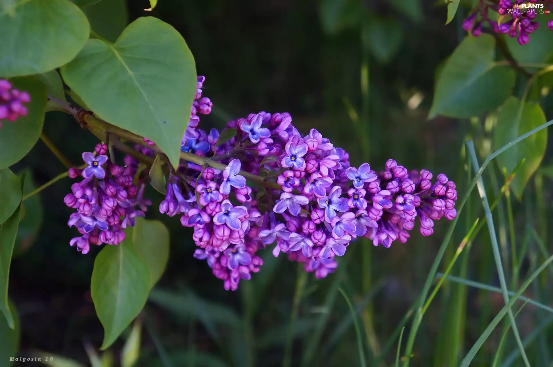 Flowers, twig, Leaf, without
