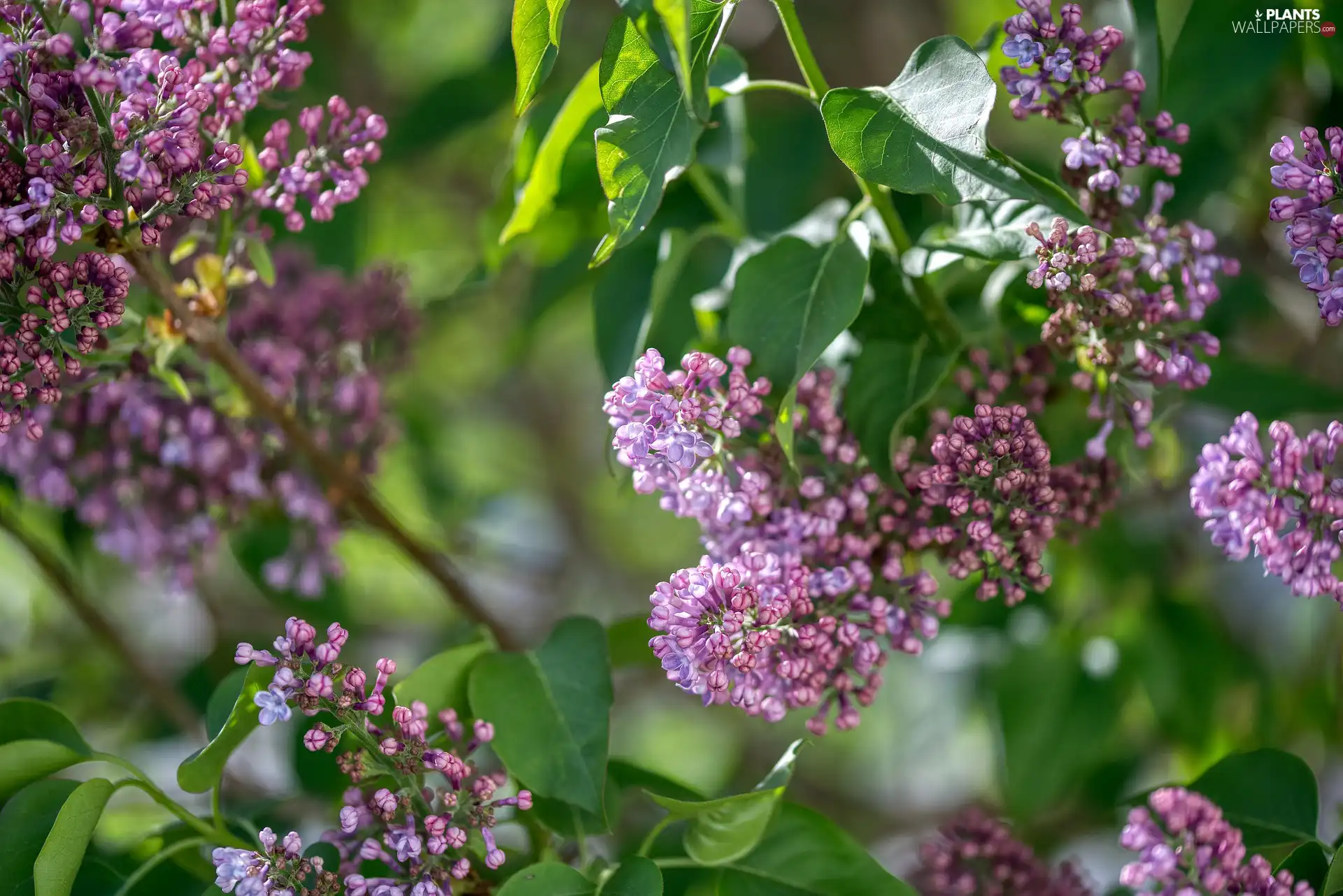 Flowers, Twigs, Leaf, without