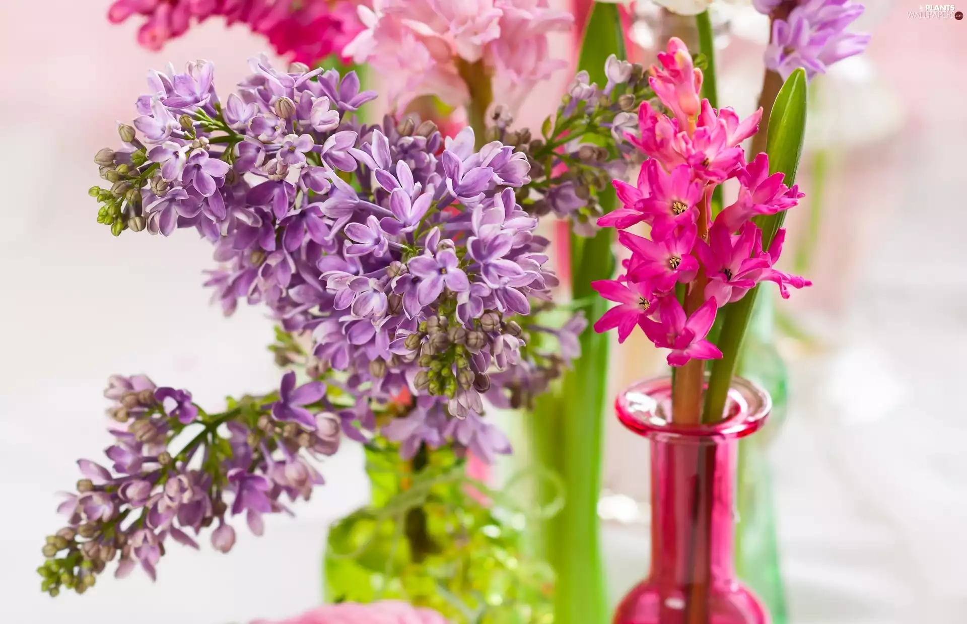 without, Spring, Flowers