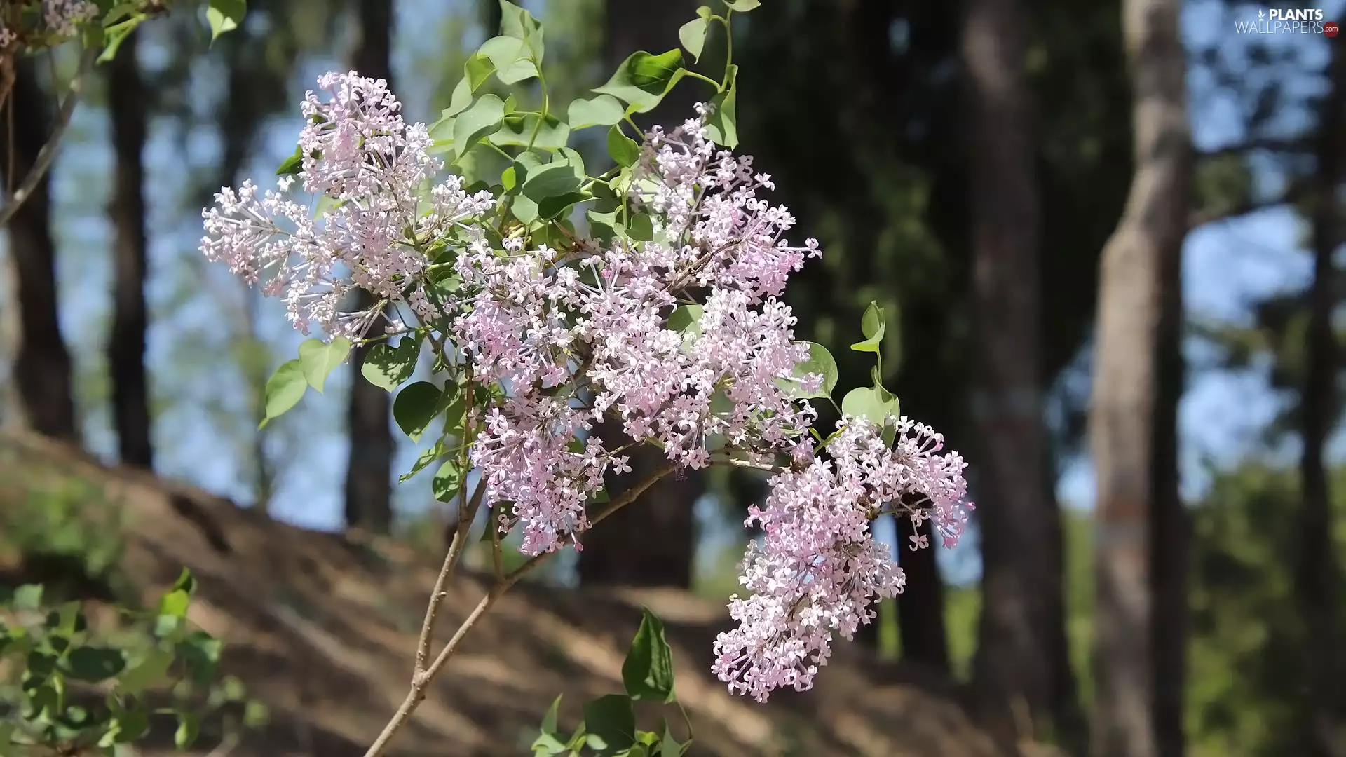 without, twig, Flowers