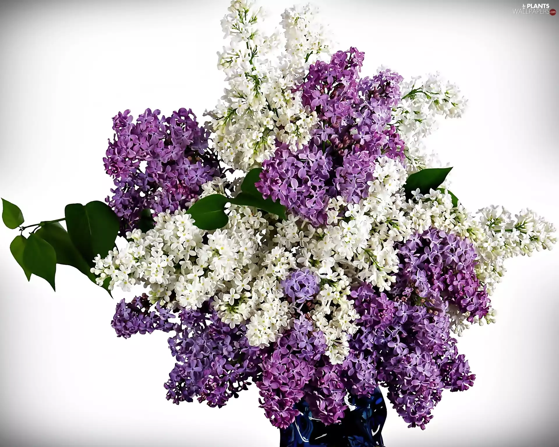 In Vase, color, without