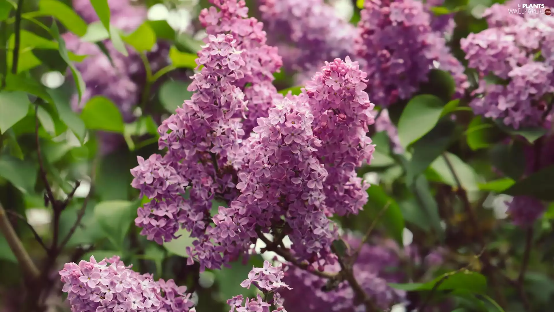 flower, without, Leaf, Light violet