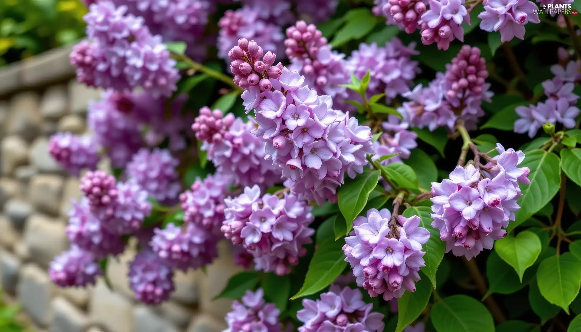 Syringa, Violet, Leaf, without, Flowers, Twigs, wall