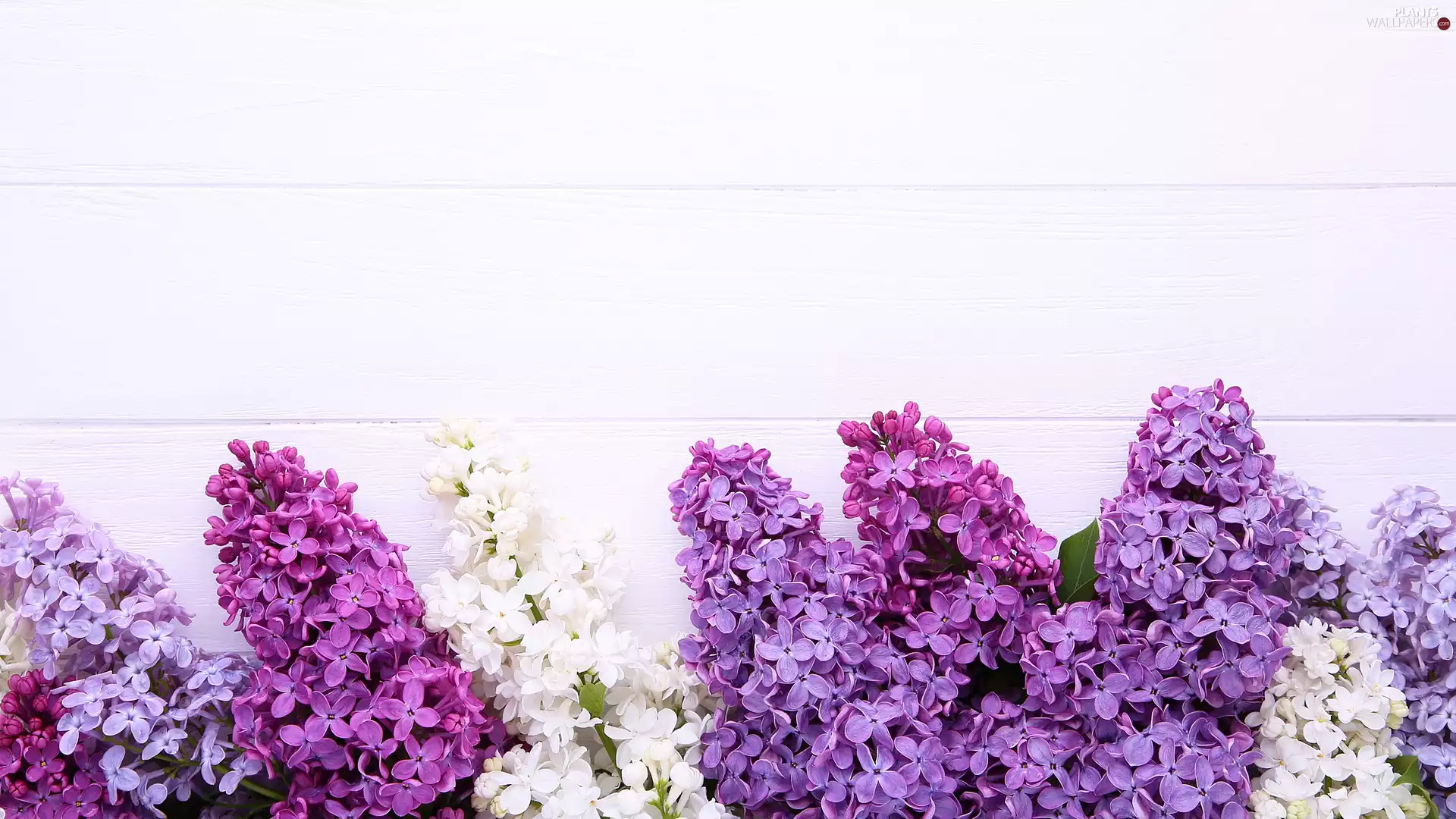 Syringa, White, Leaf, without, Violet, Twigs, boarding