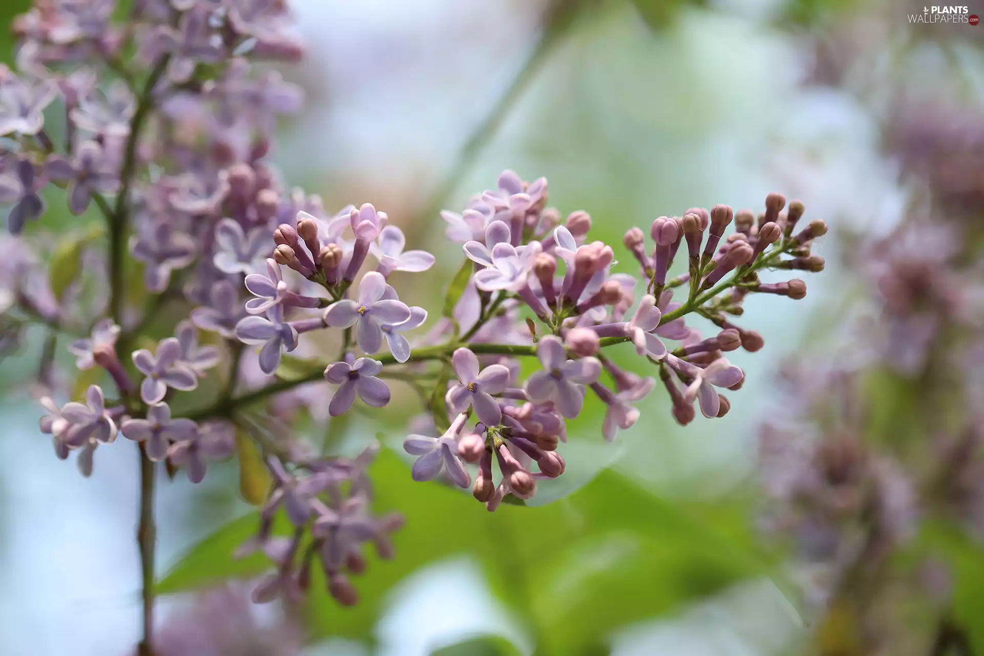 lilac, Flowers, Bush, without