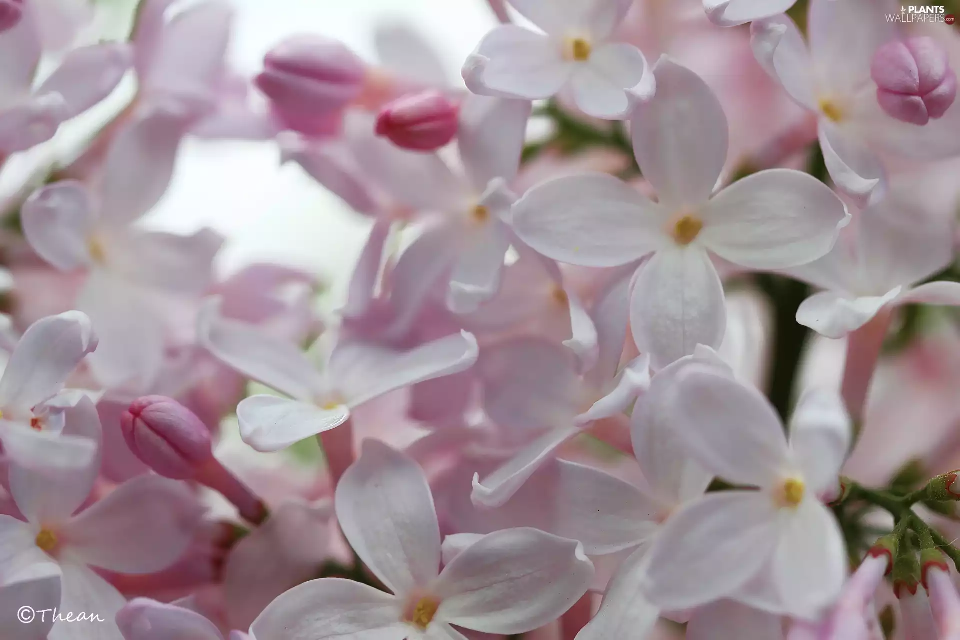 Pink, Bush, Flowers, without