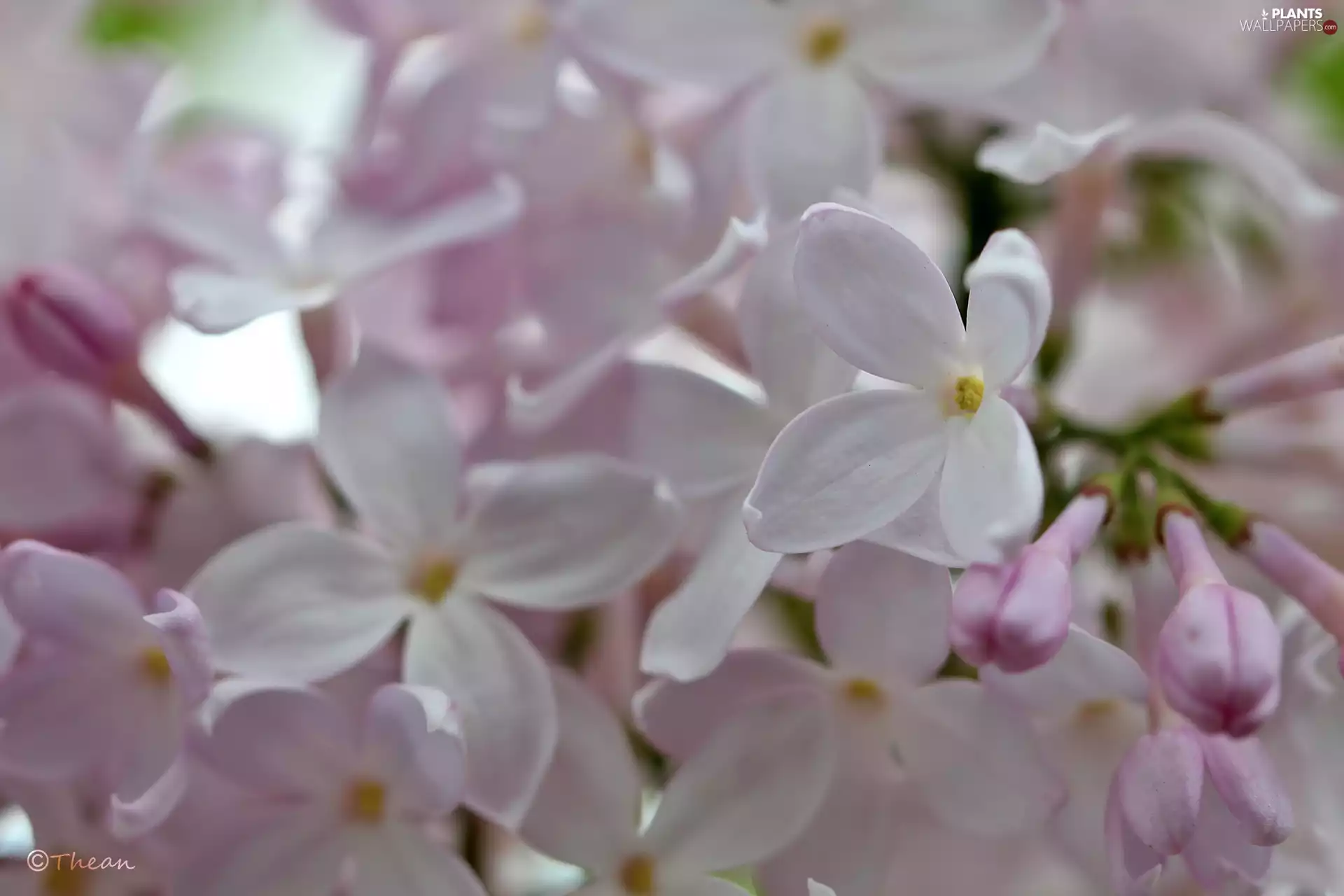 Pink, Bush, Flowers, without