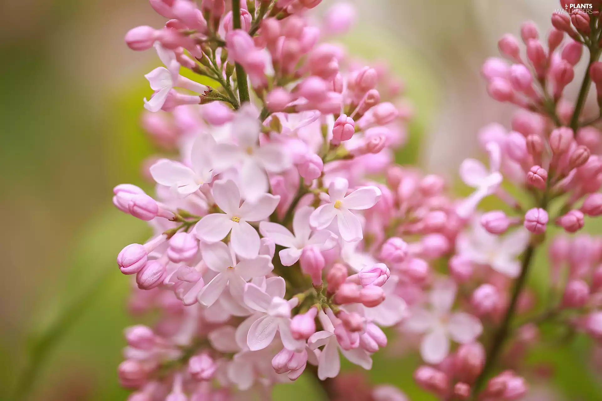 Pink, Flowers, Syringa, without