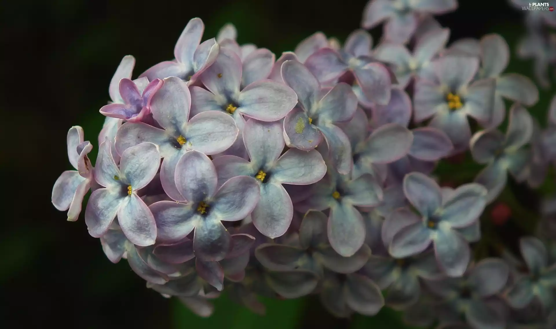 without, nature, Plants