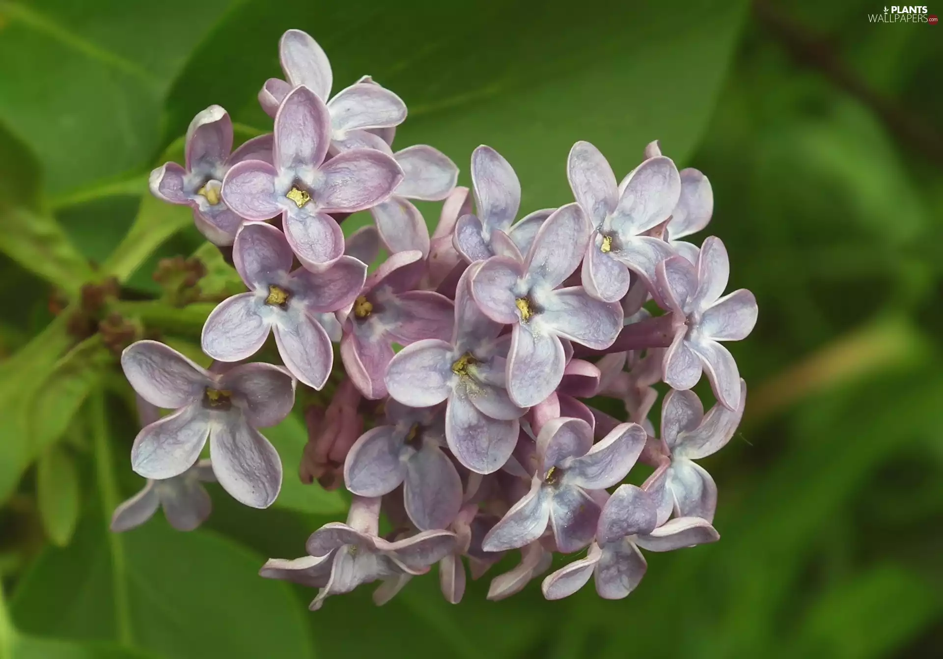 without, nature, Plants