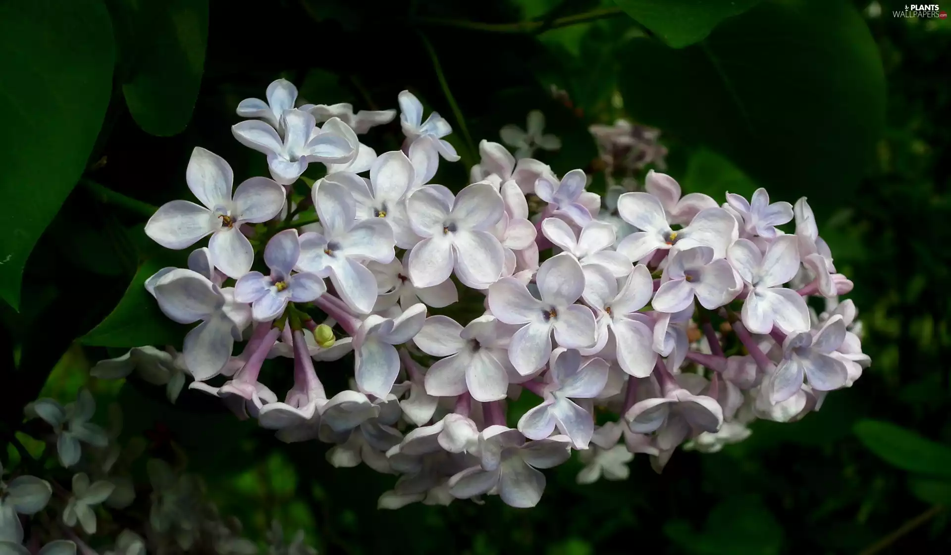 without, nature, Plants