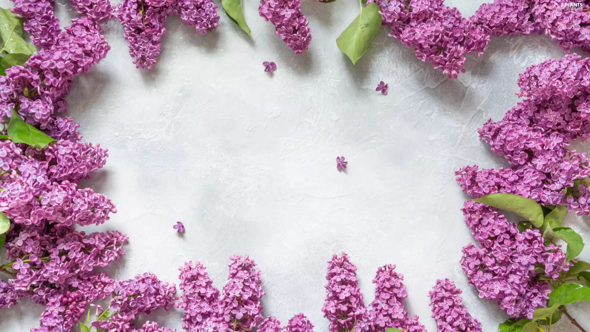 without, Violet, Syringa