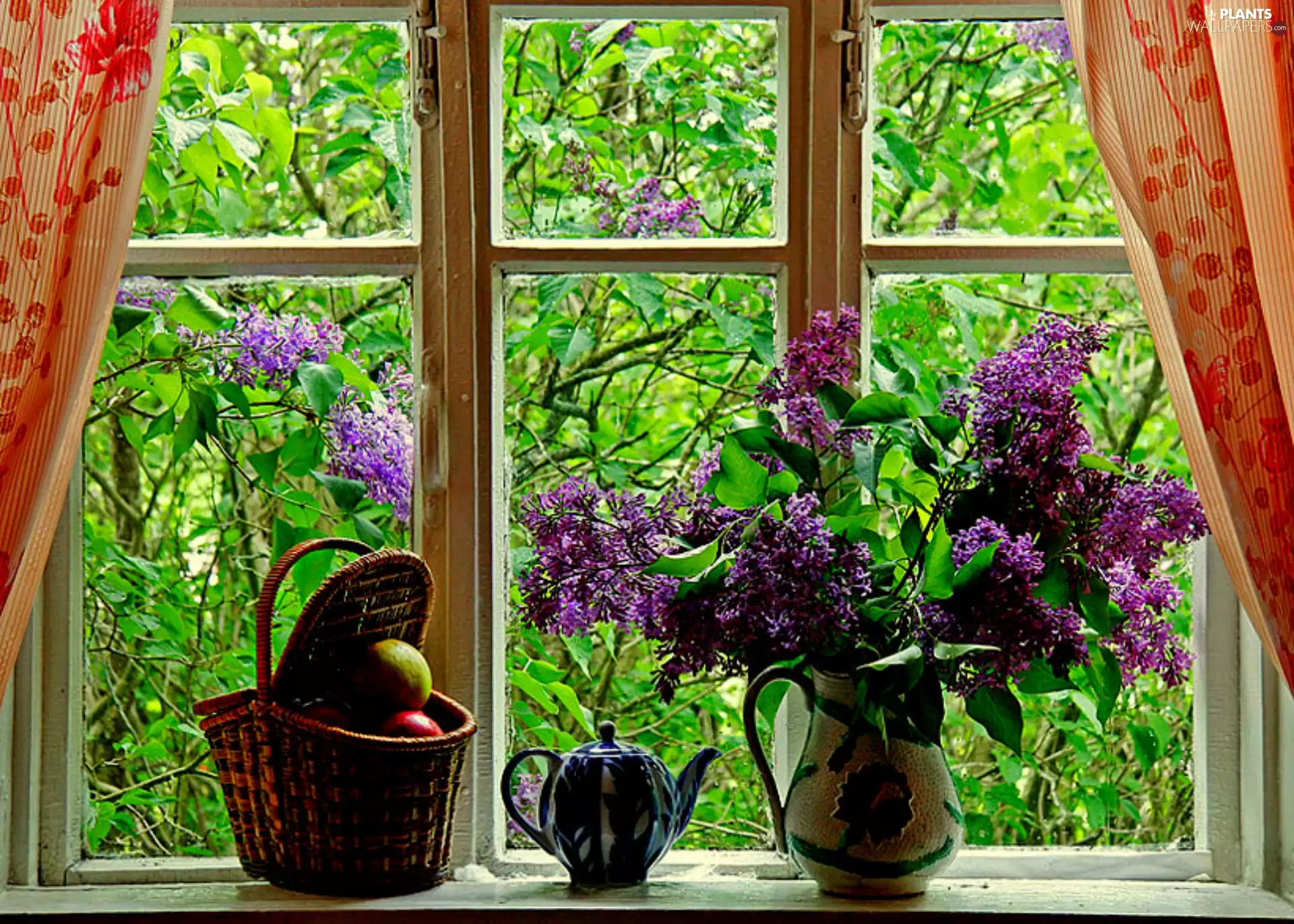 Flowers, without, trees, viewes, Window