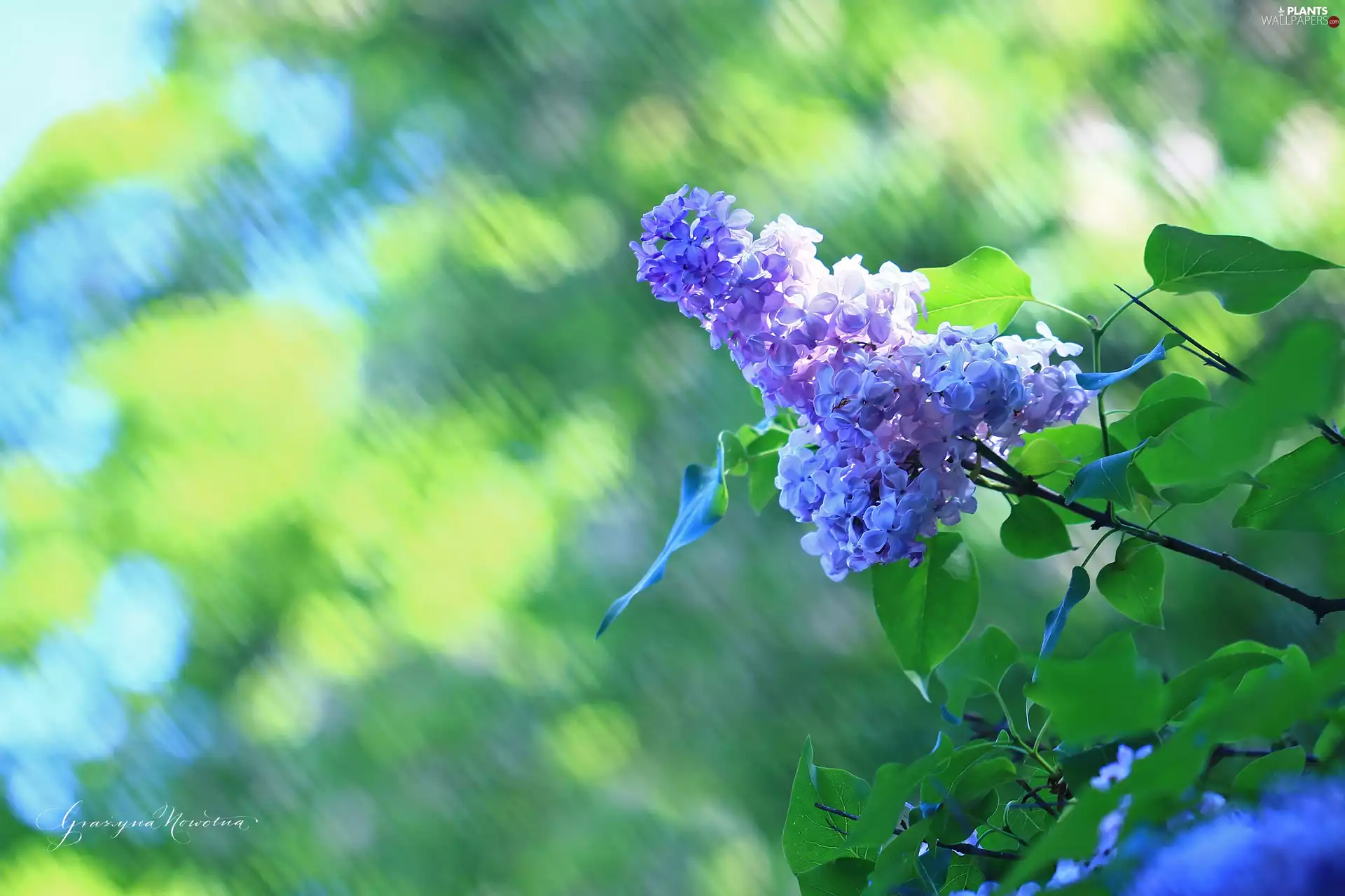 Violet, Flowers, Bush, without