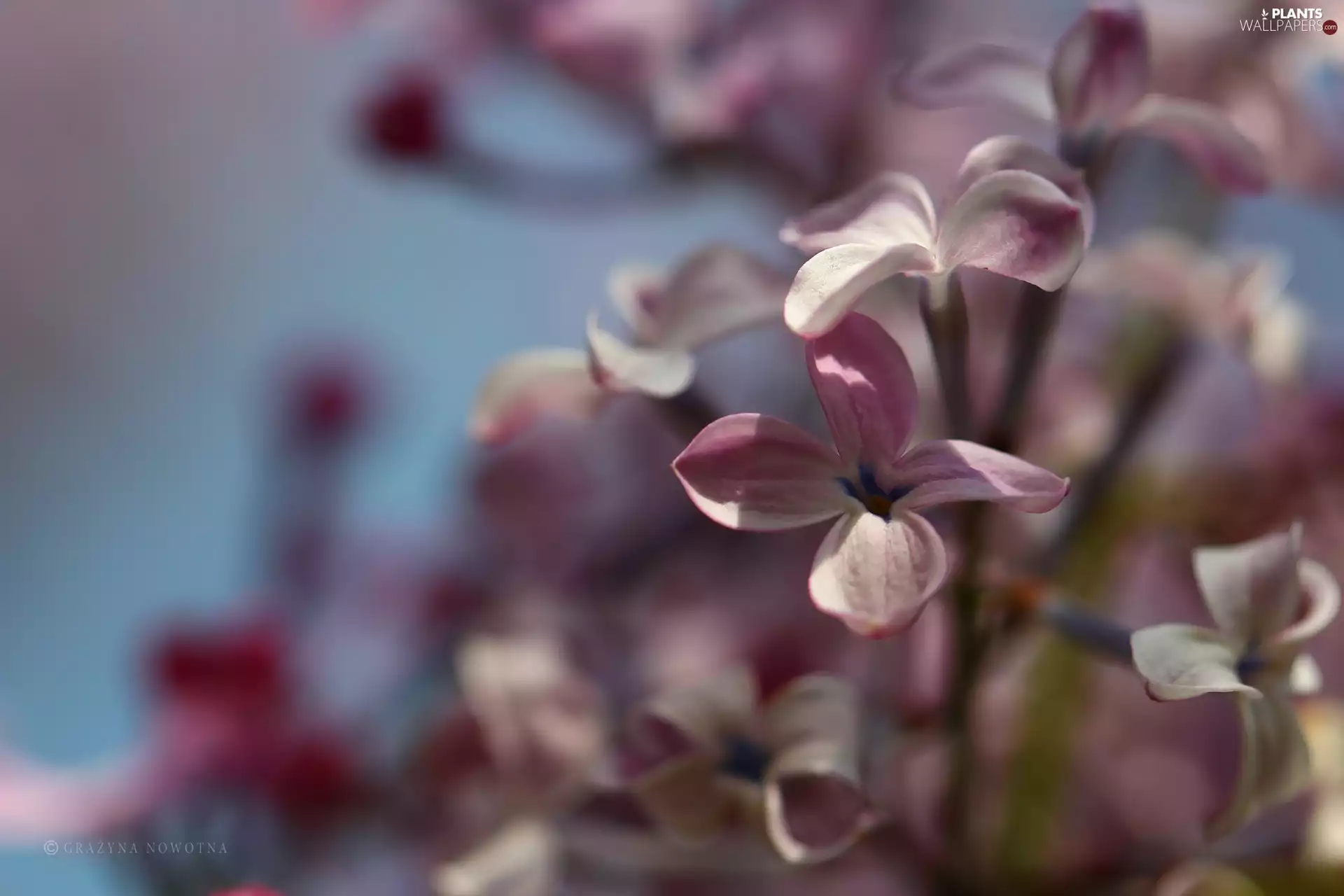 Violet, Bush, Flowers, without