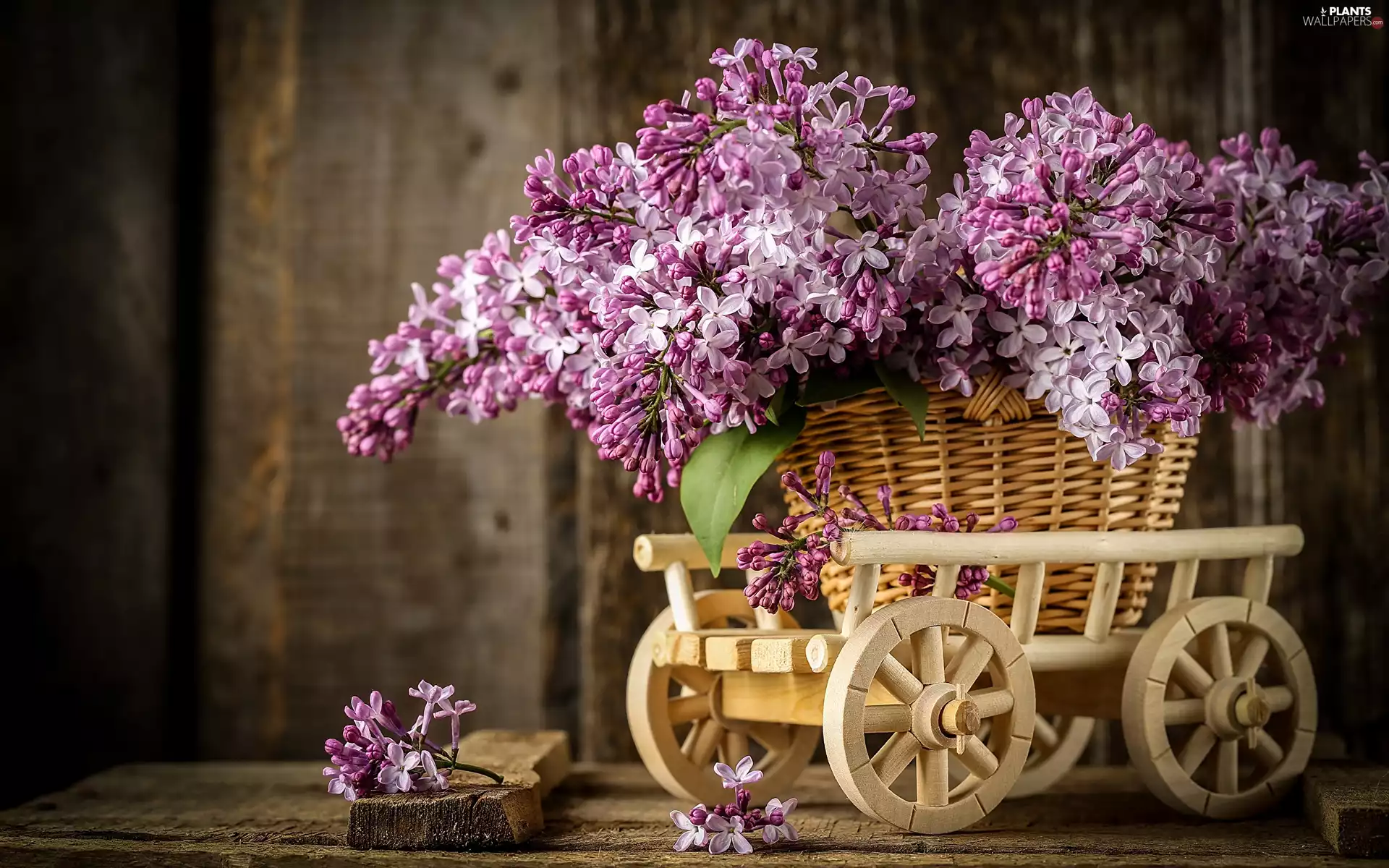 Violet, basket, trolley, without