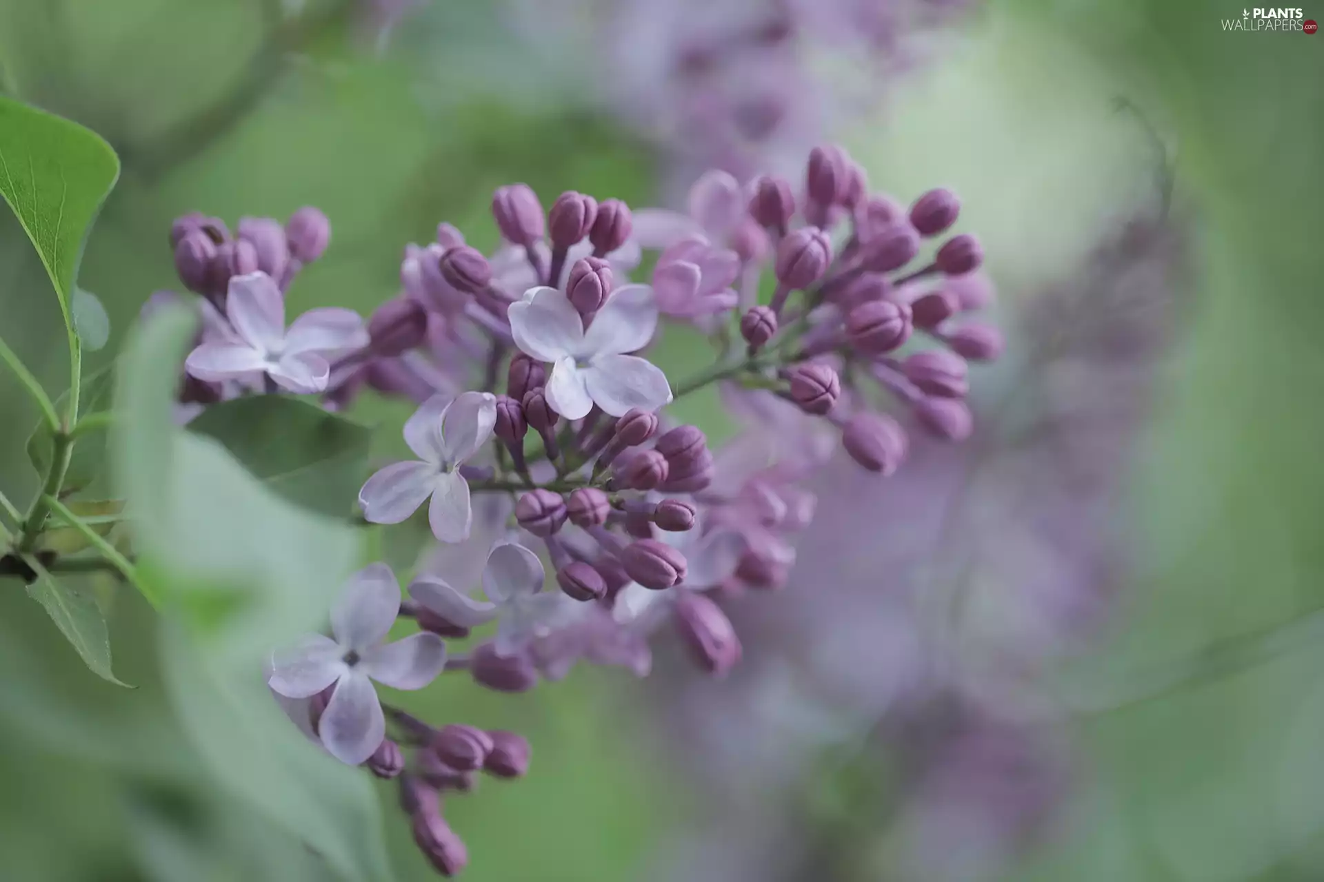 Violet, Bush, twig, without