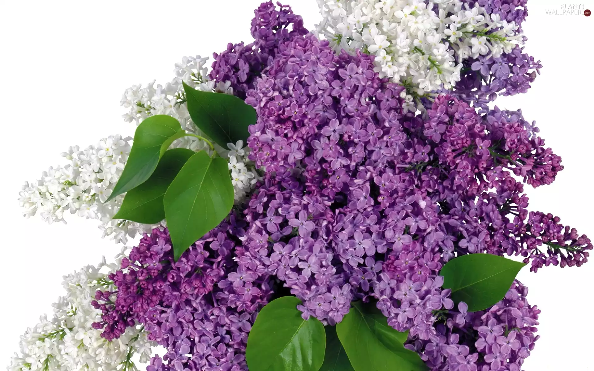 without, White, Violet