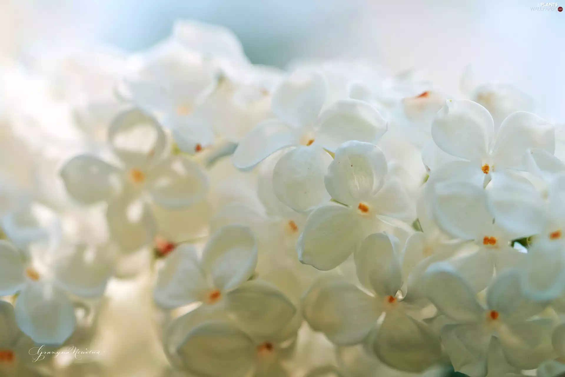 White, Flowers, Bush, without