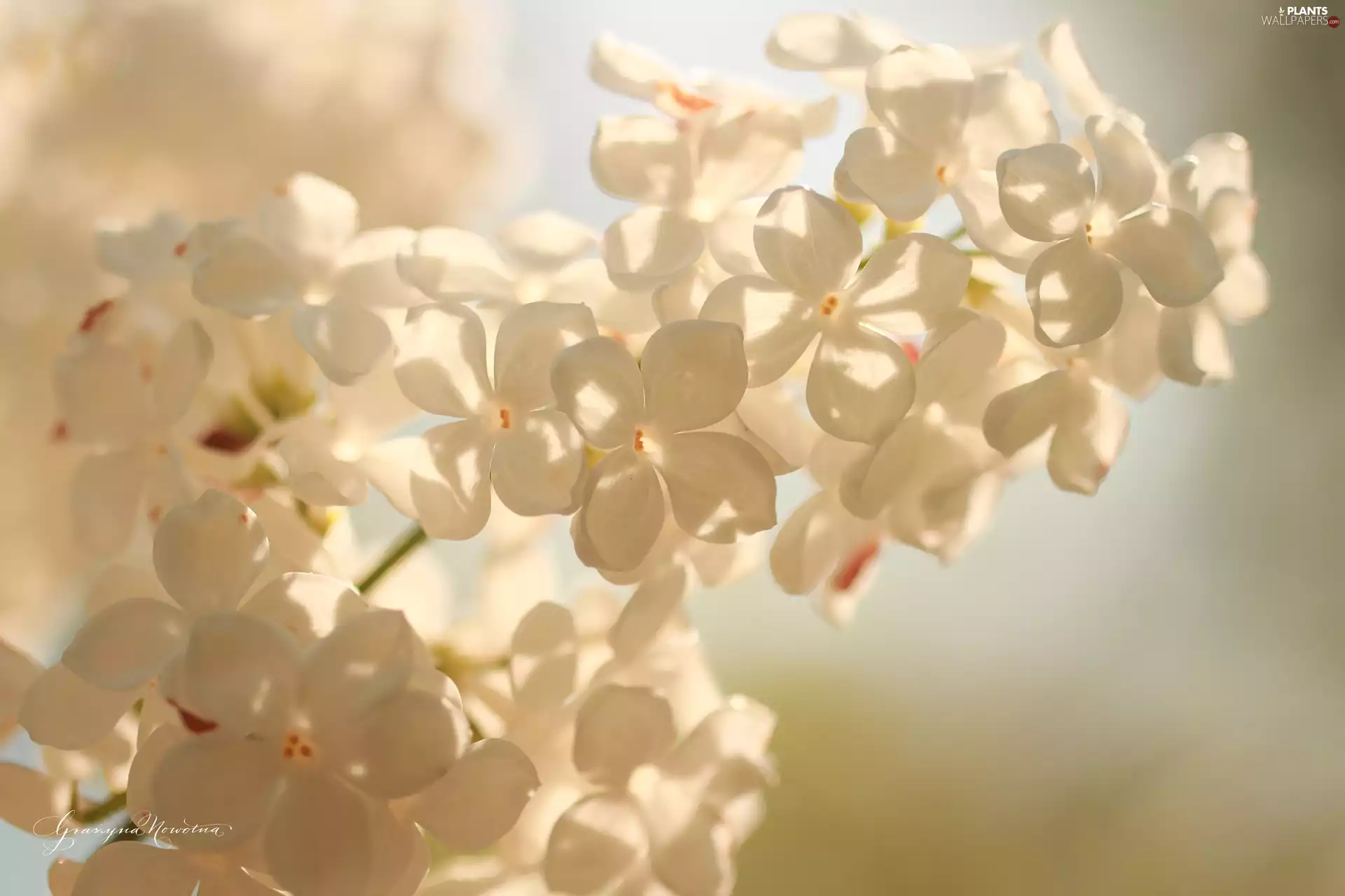 White, Flowers, Bush, without