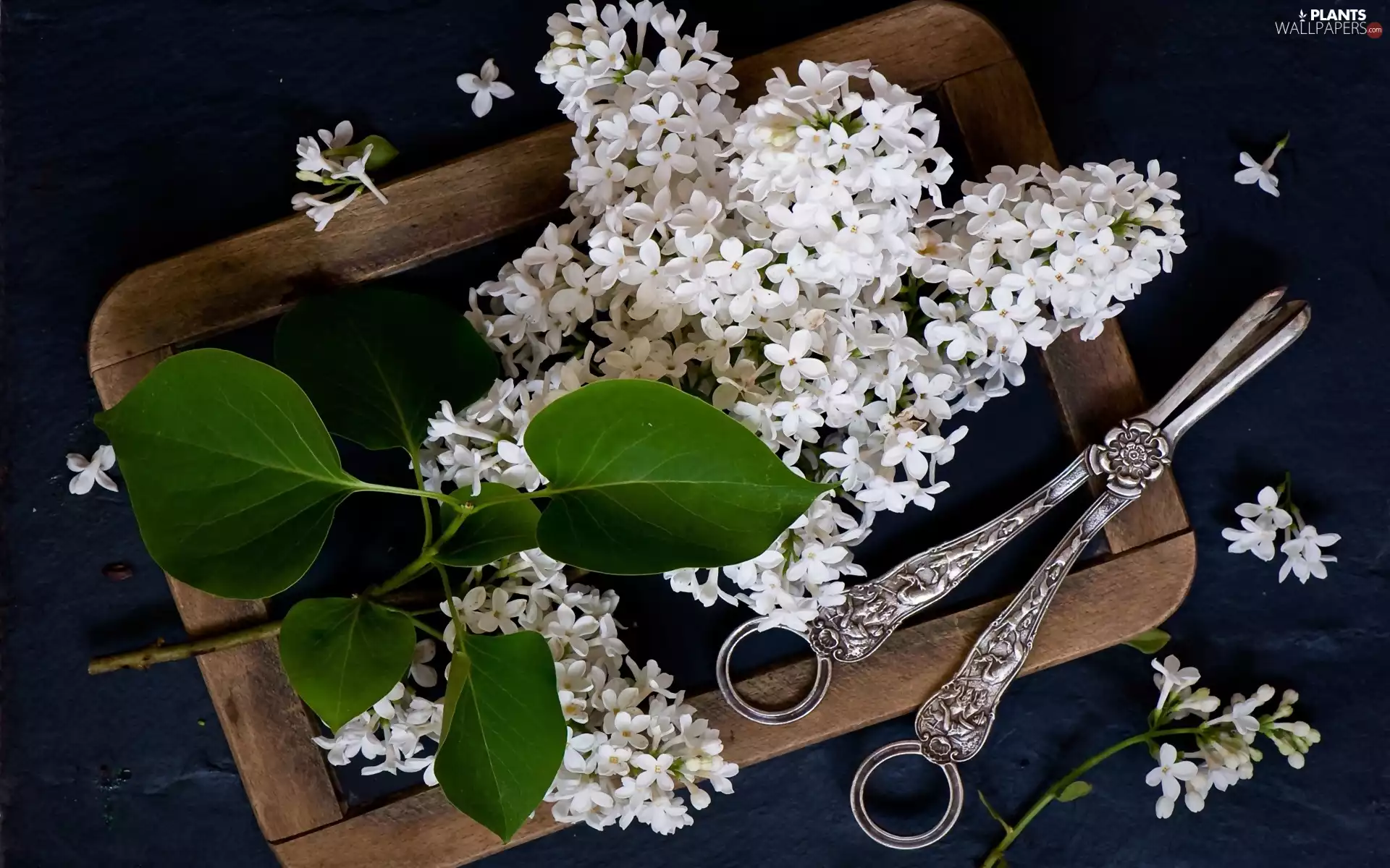 White, scissors, composition, without