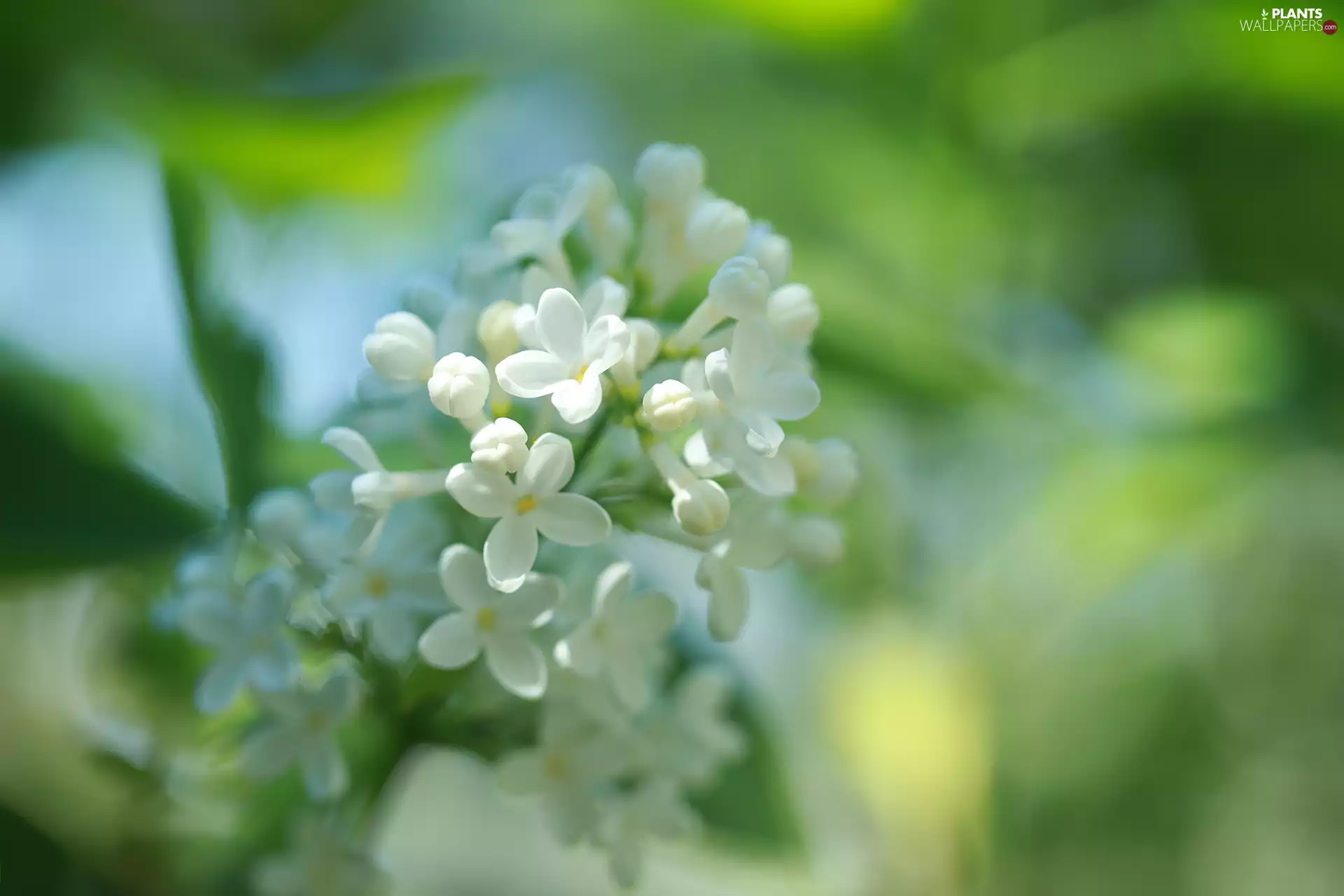 White, Bush, Flowers, without