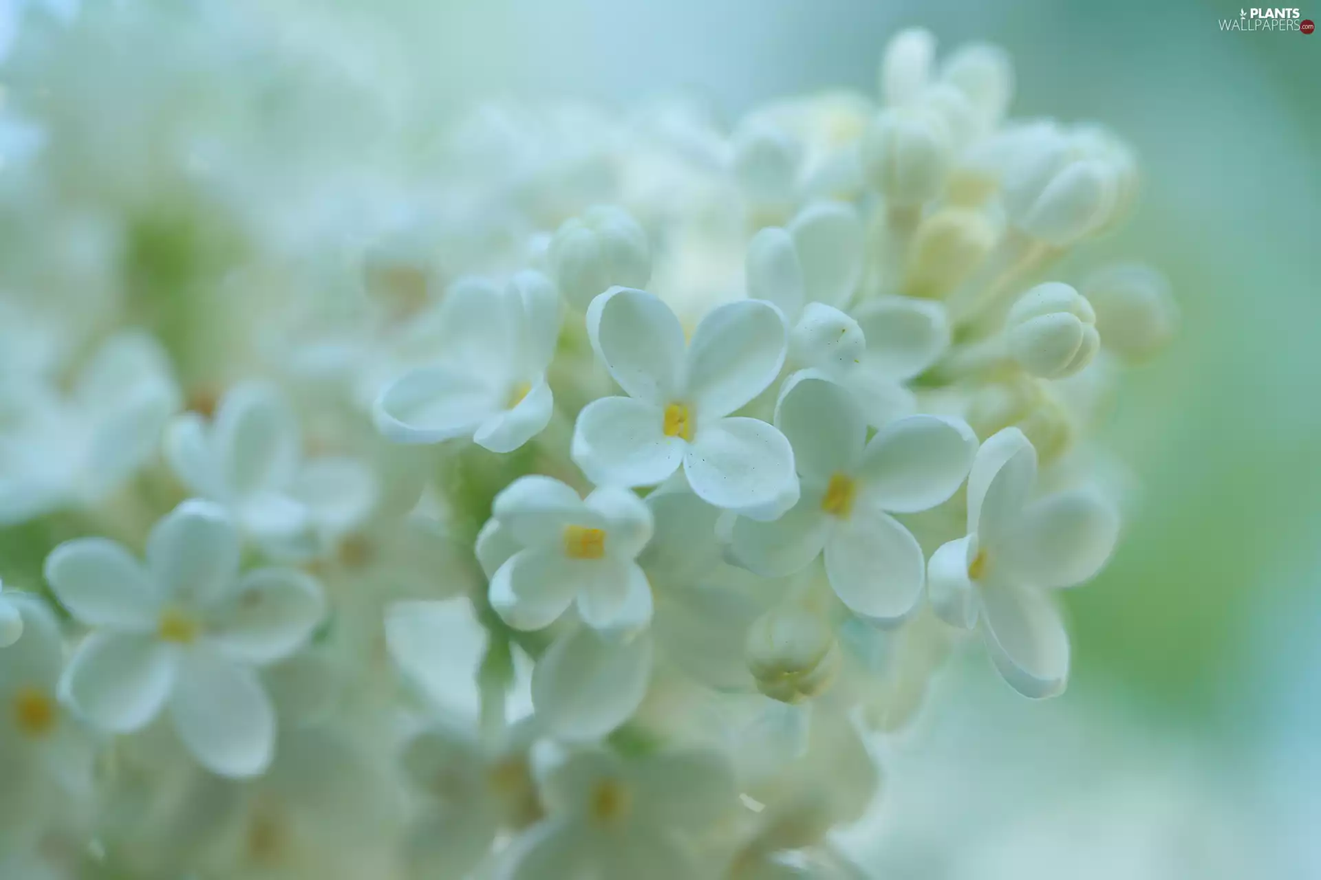 White, rapprochement, Flowers, without