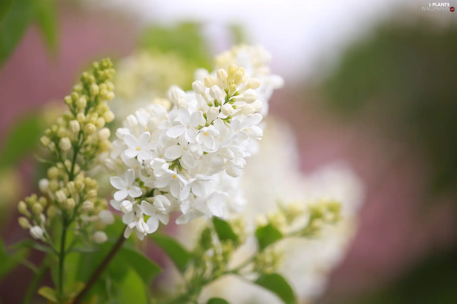 White, Syringa, Flowers, without
