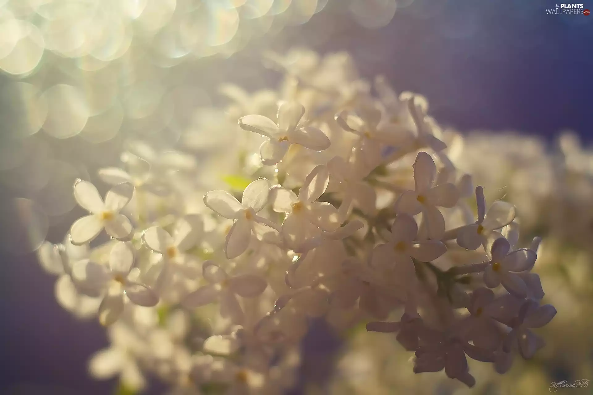 without, Flowers, White