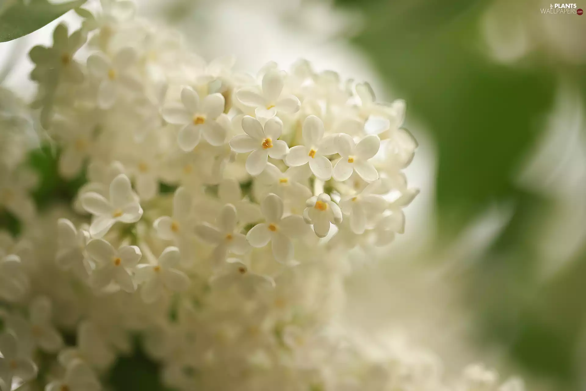 White, Flowers, rapprochement, without