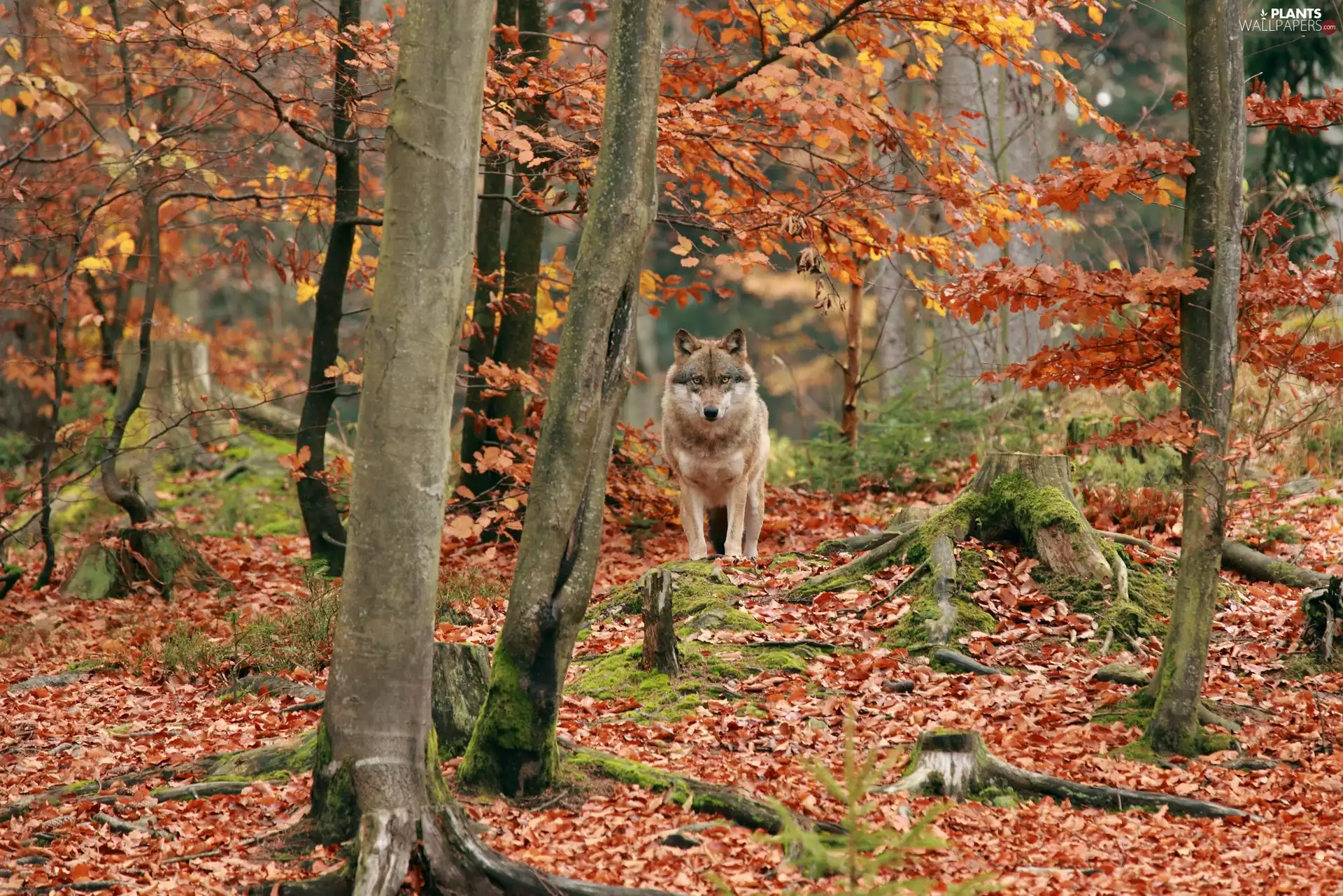 Leaf, autumn, viewes, Wolf, trees, forest