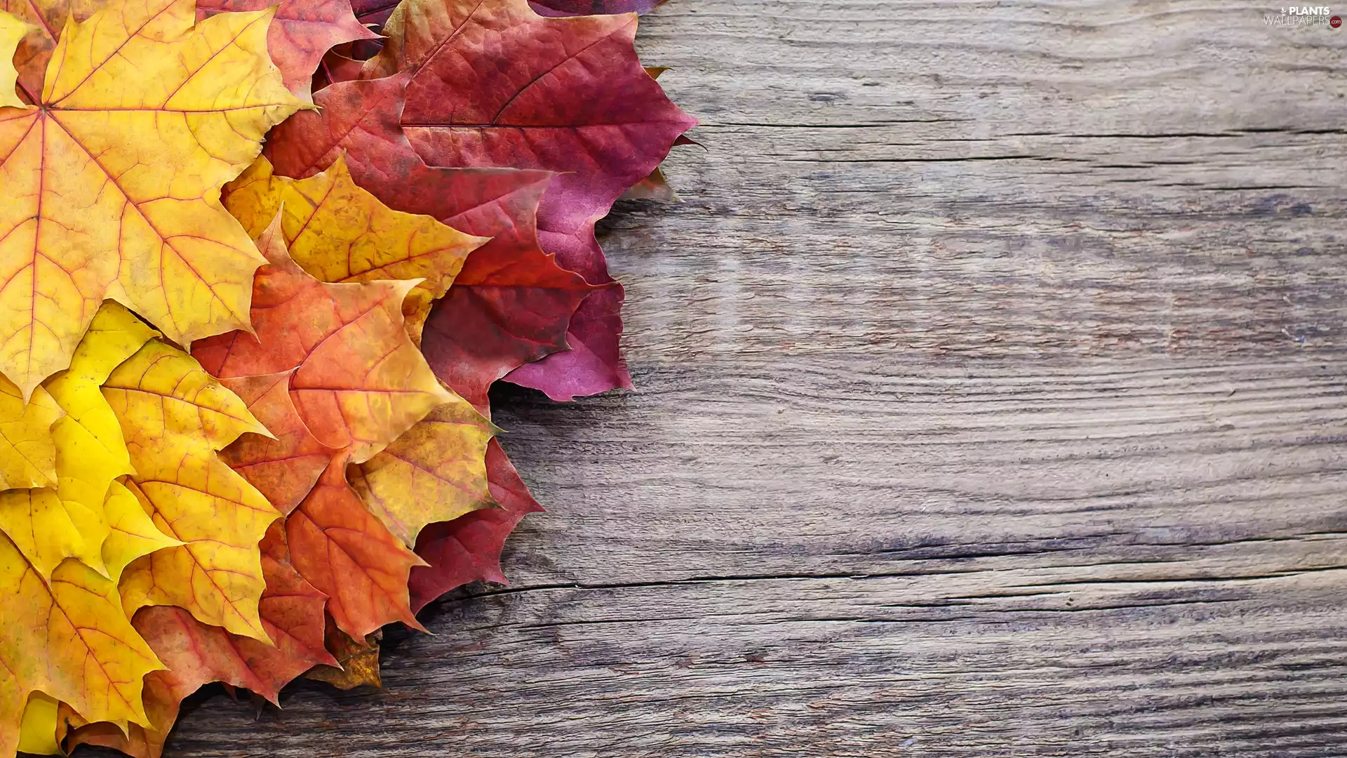 maple, Wood, color, Leaf, Autumn
