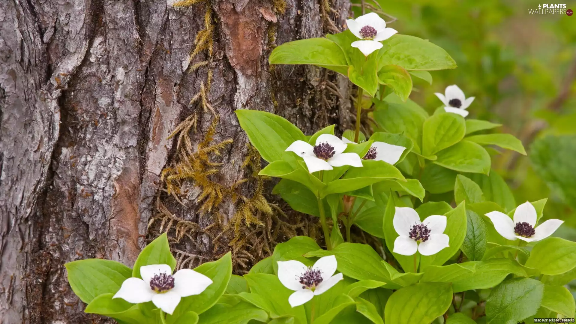 White, trees, dog-wood, Canadian, Flowers, cork