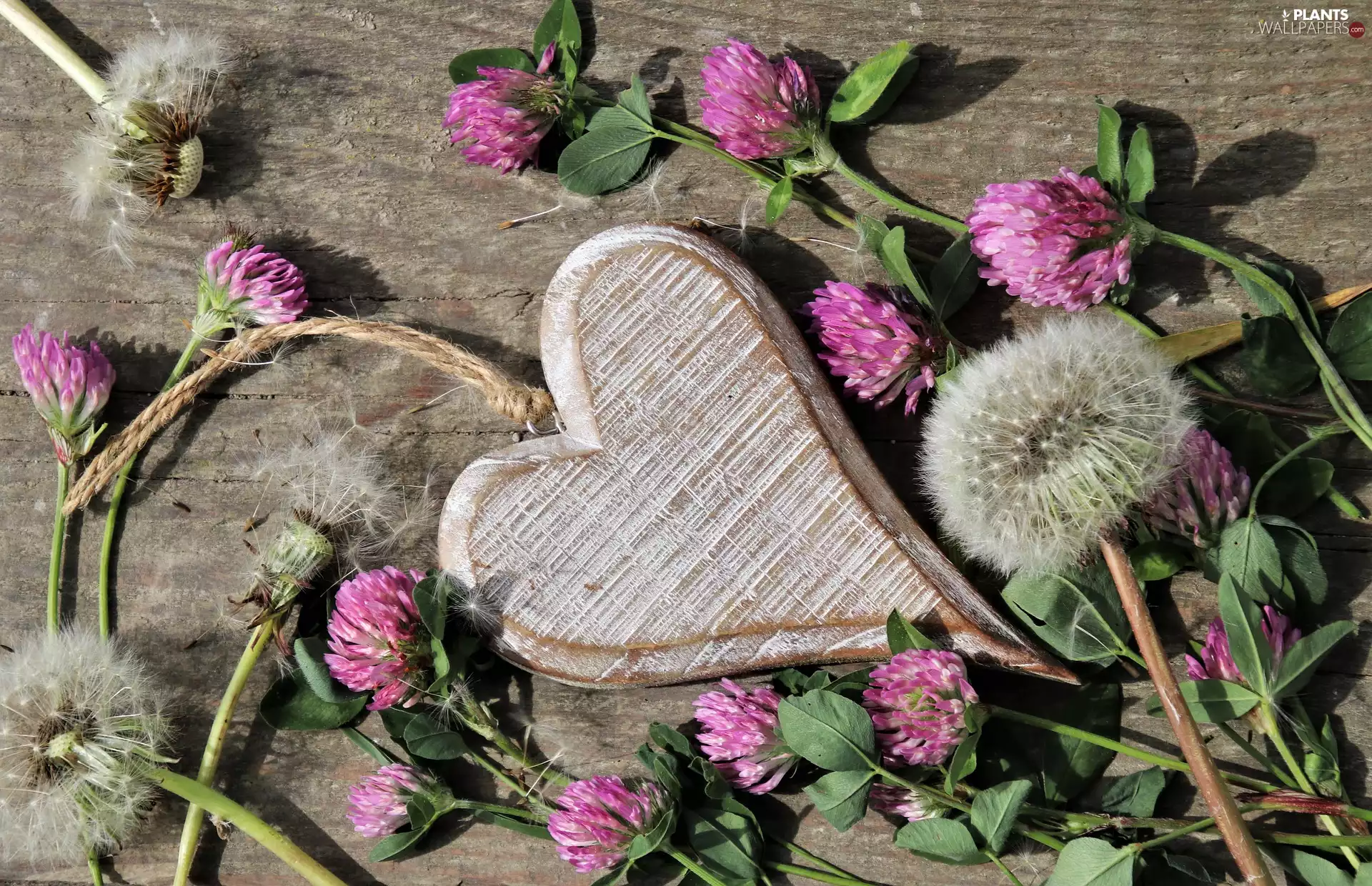 wood, Pendant, Heart, twine, dandelions, boarding, Flowers, clover, Pink