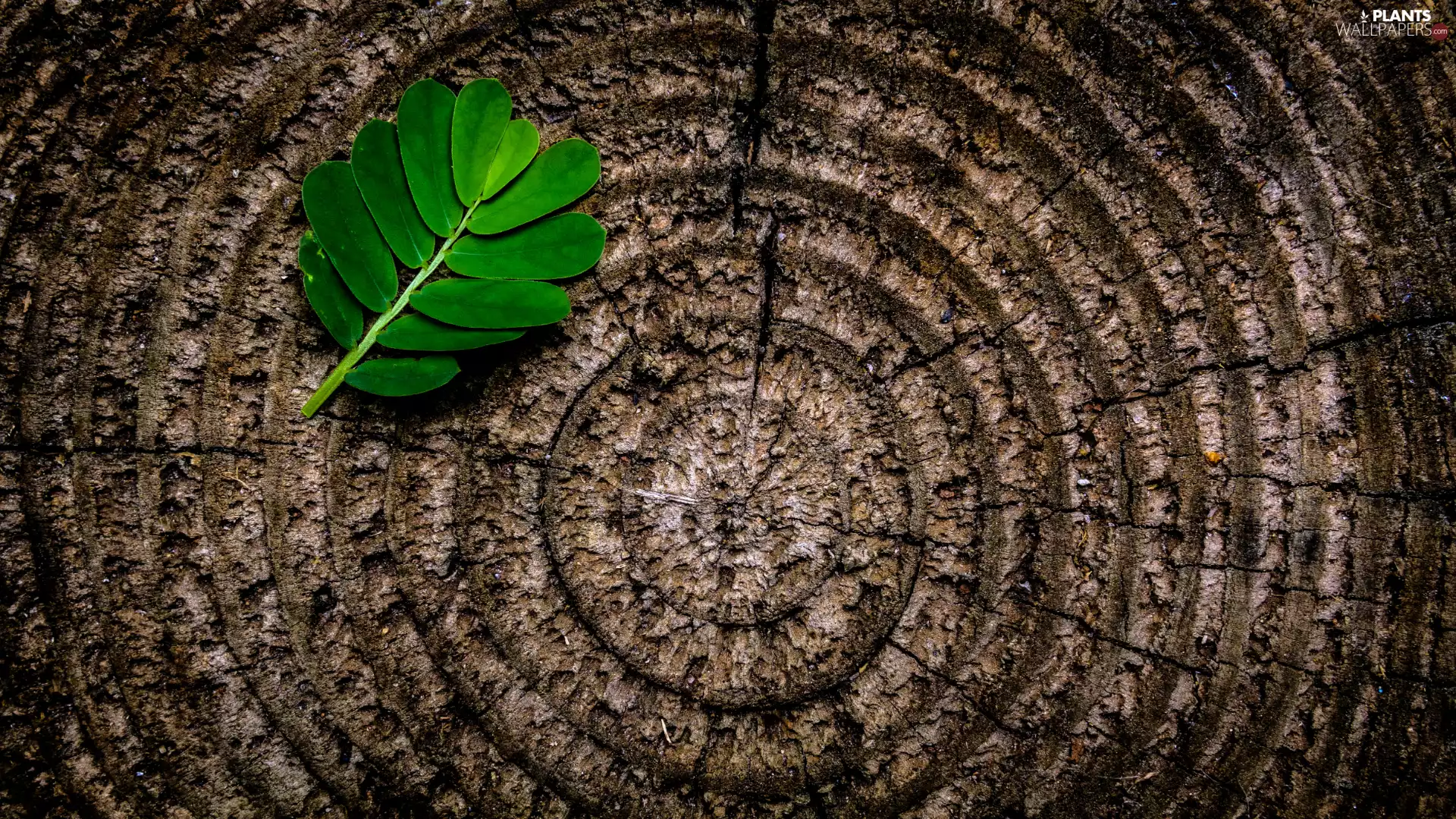 Wood, leaf, Green
