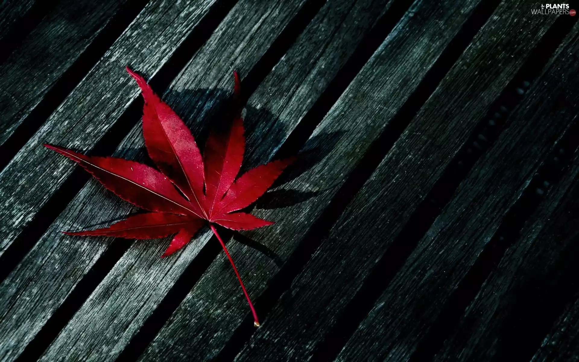 nature, Wood, leaf, nature, autumn