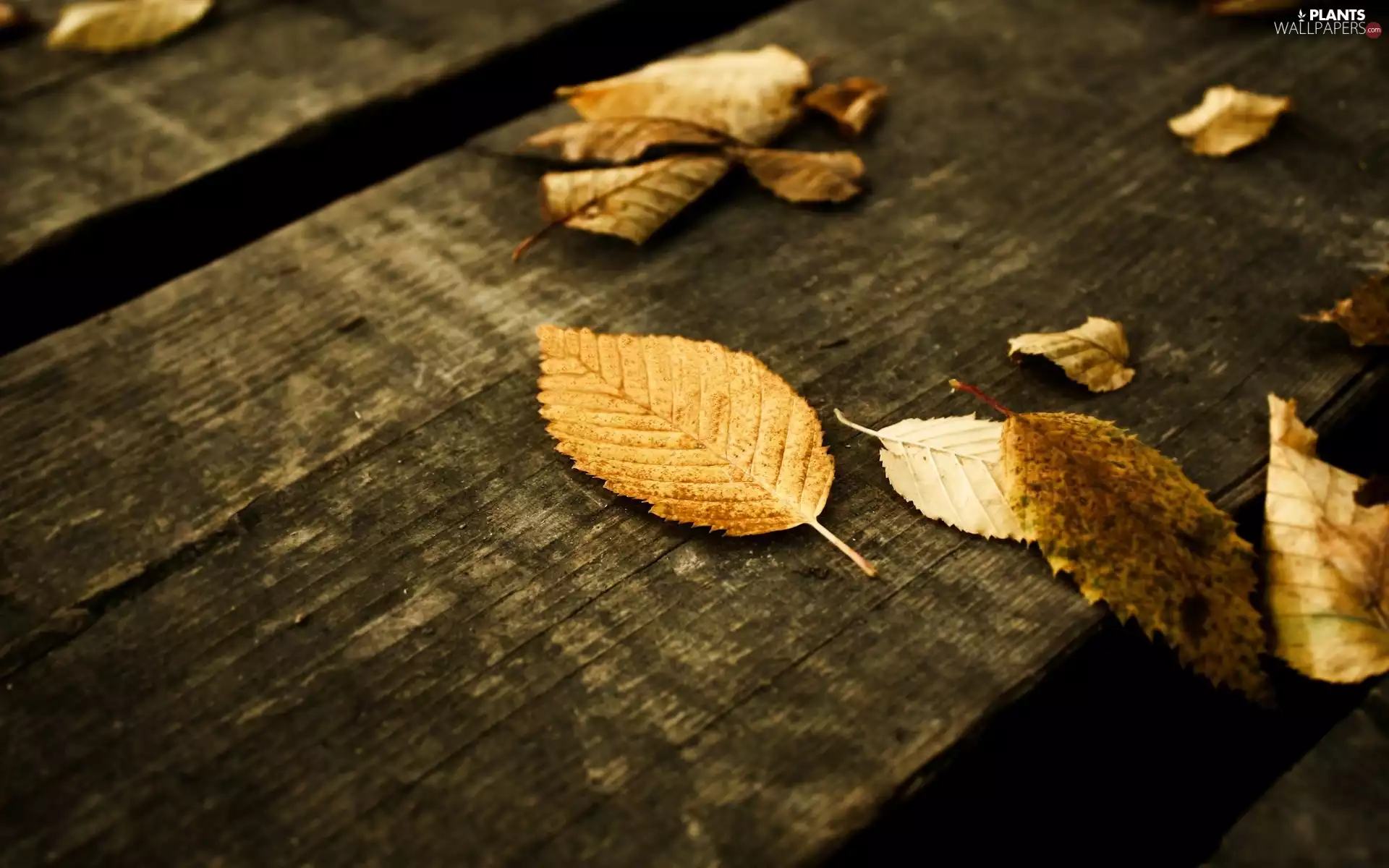 Wood, autumn, Leaf
