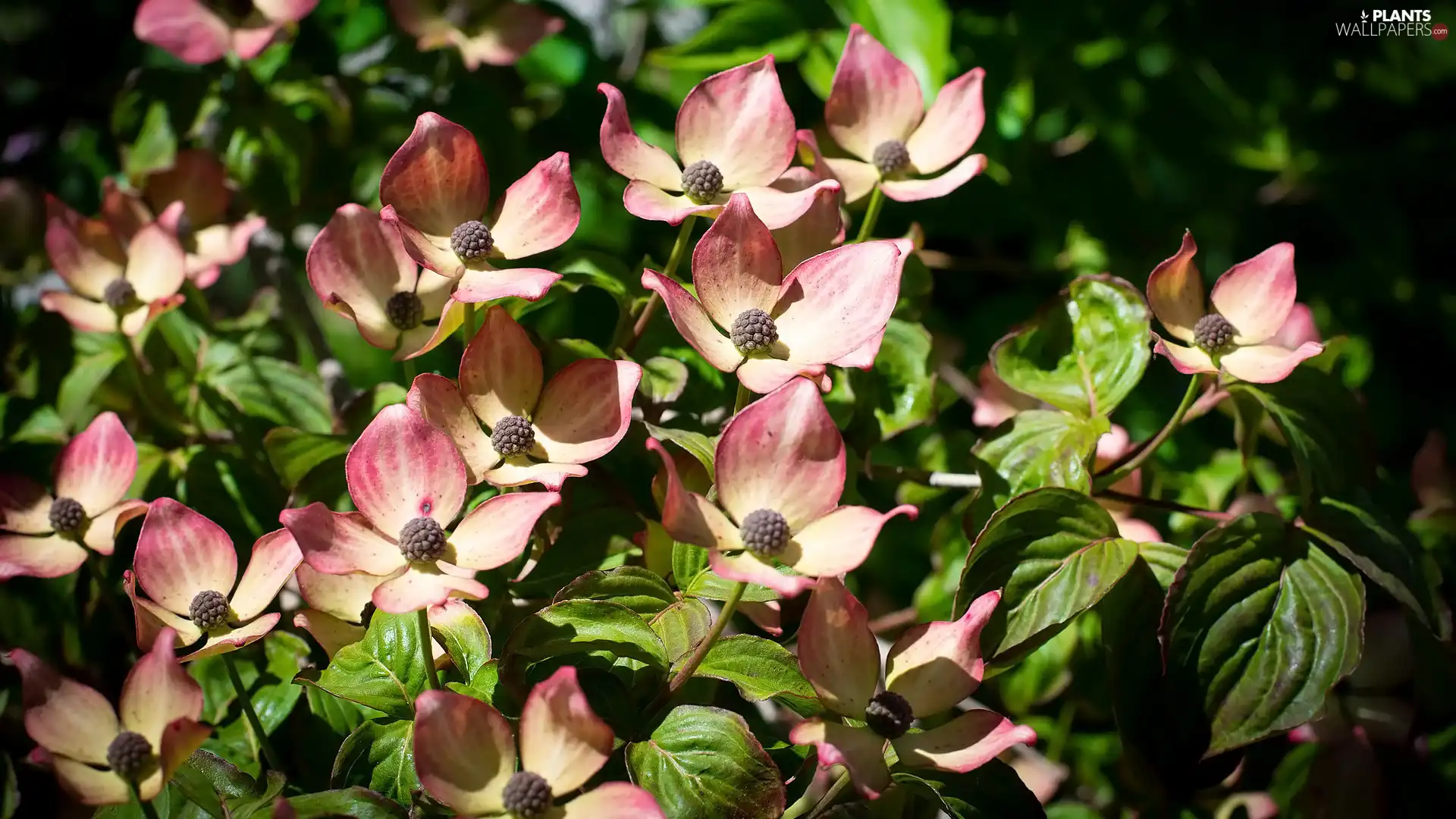 Leaf, Flowers, dog-wood