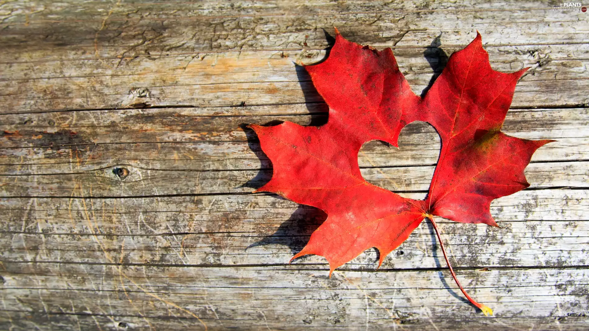 maple, Red, Heart, Wood, cut, leaf