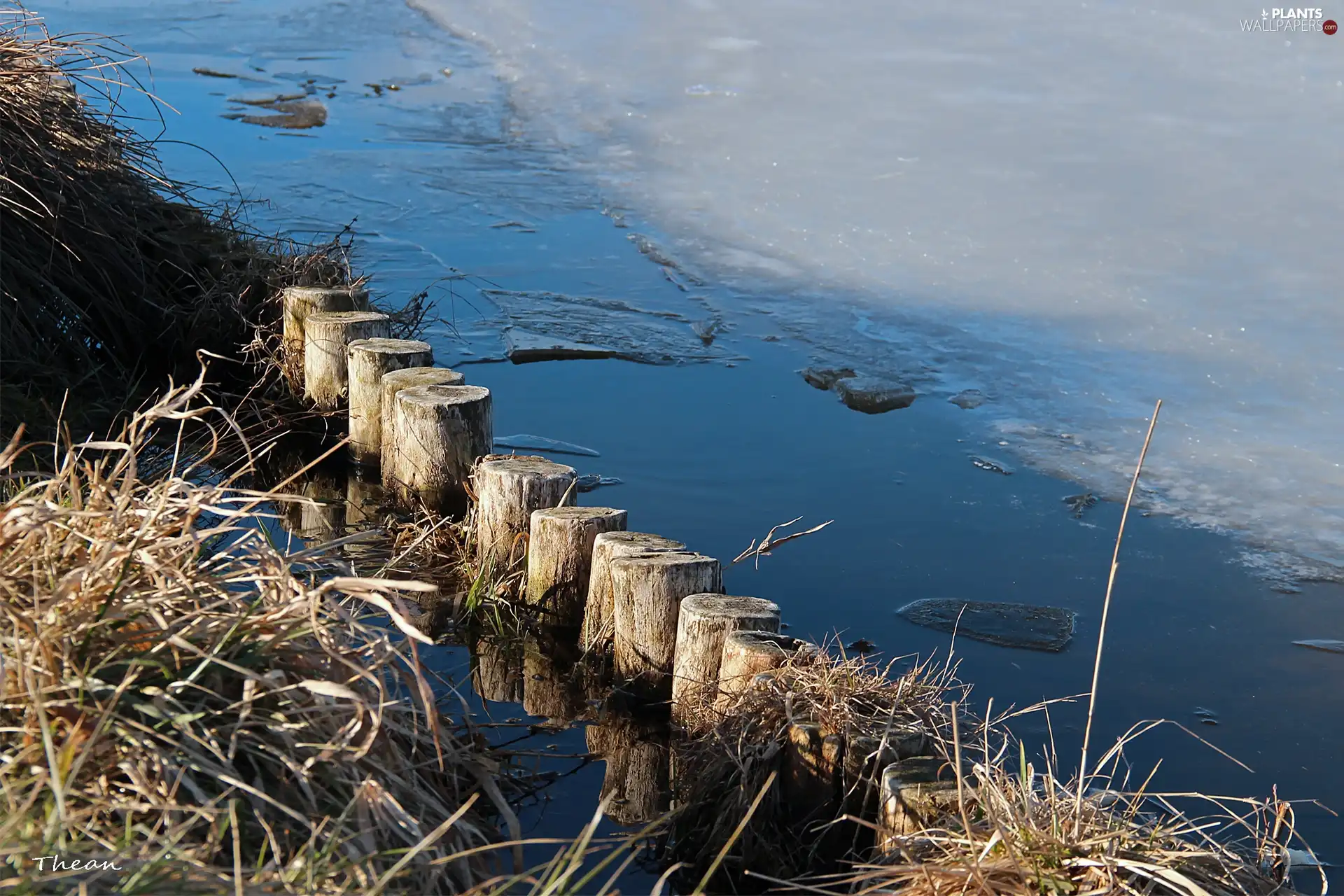 dry, lake, wood, Pins, grass, Icecream