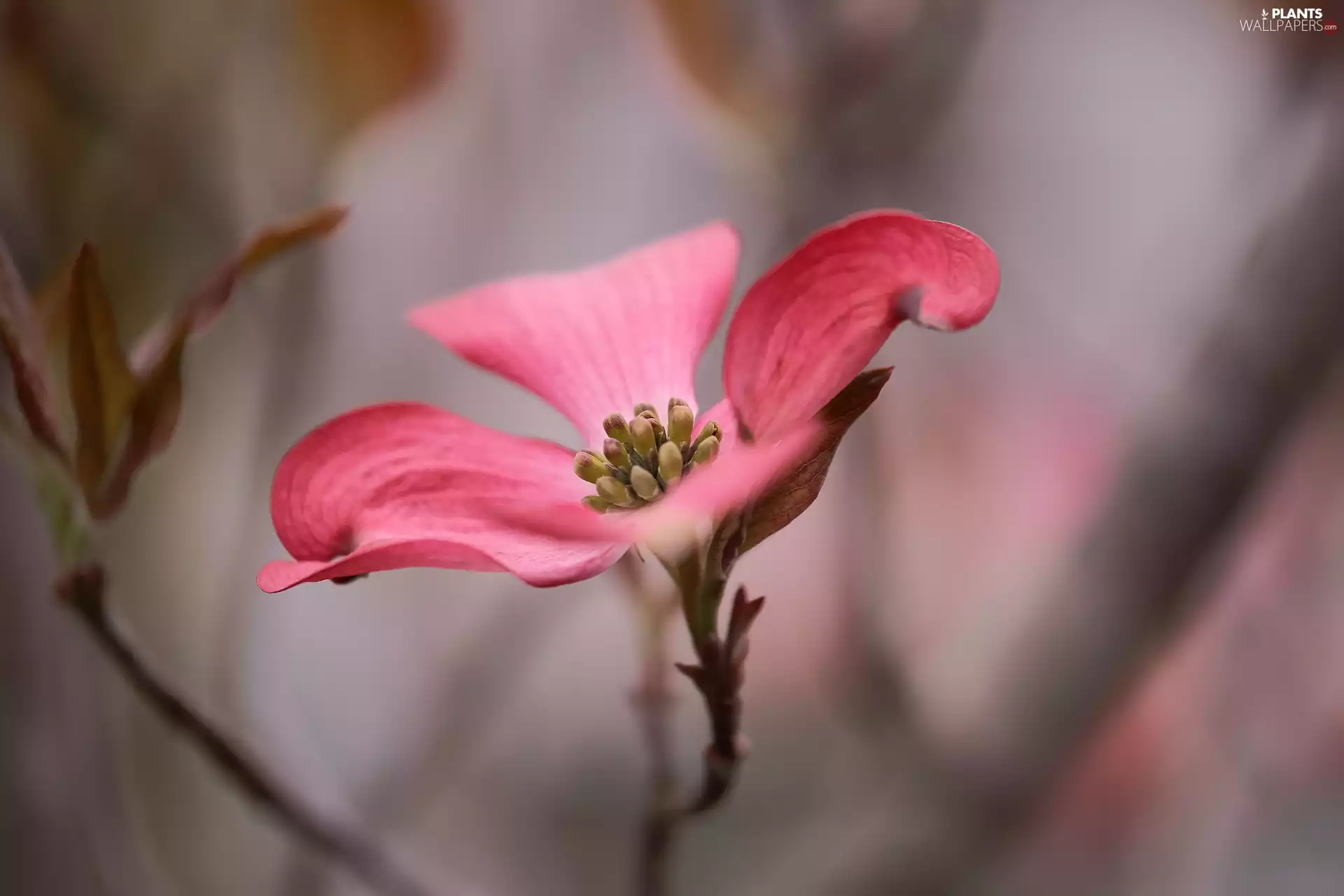 dog-wood, Red, Colourfull Flowers