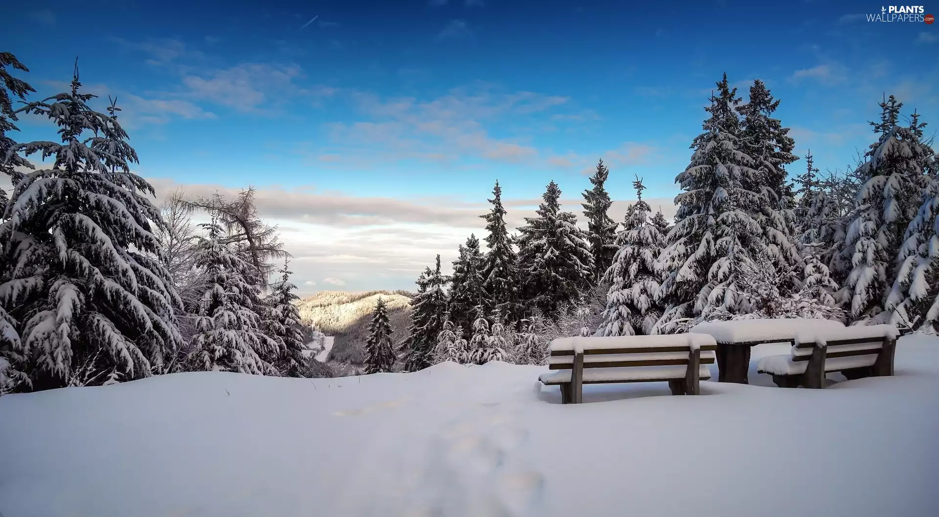 Snowy, trees, table, viewes, bench, forest, winter, wood