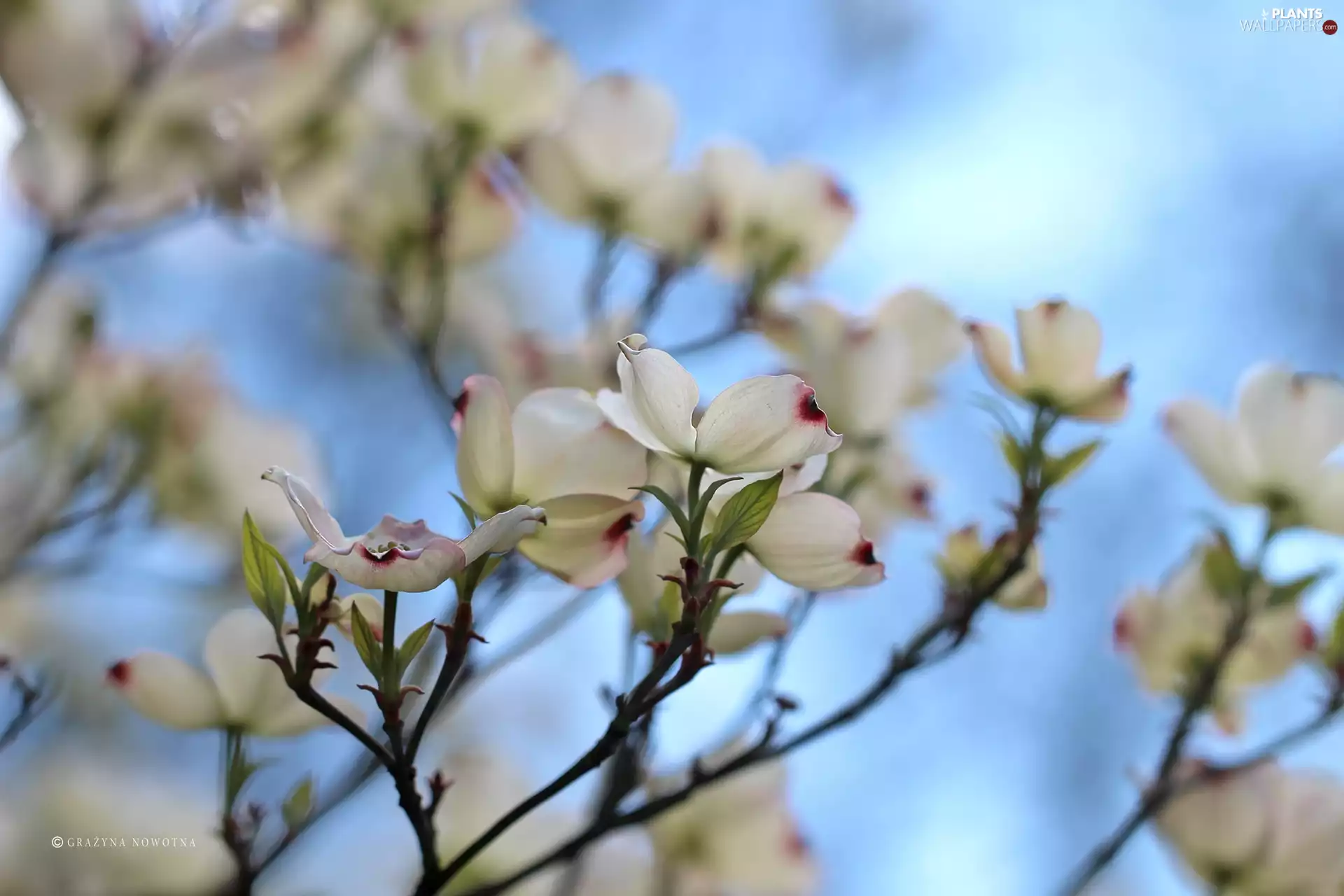 dog-wood, White, Flowers, Bush