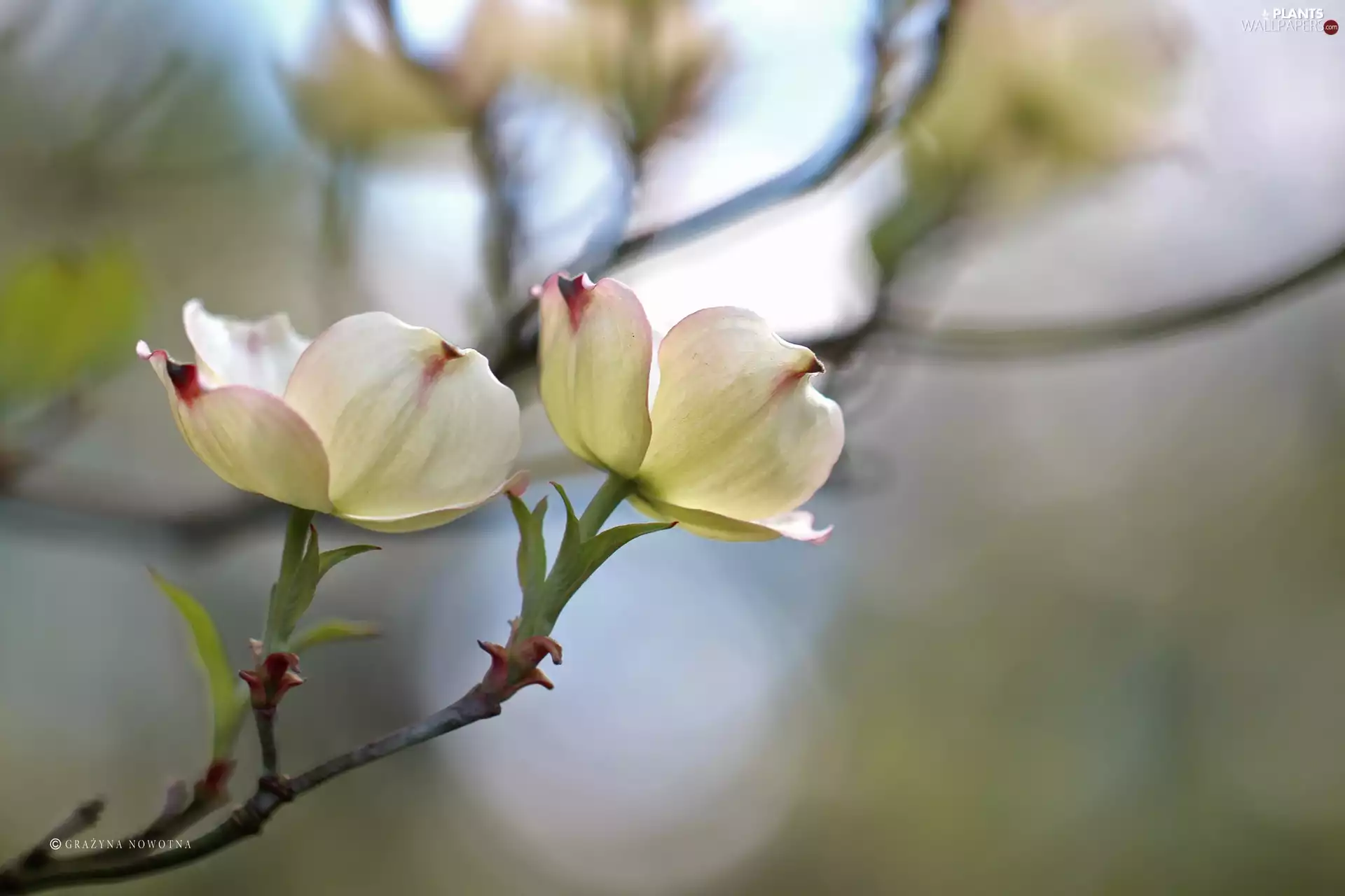 dog-wood, White, Flowers, Bush