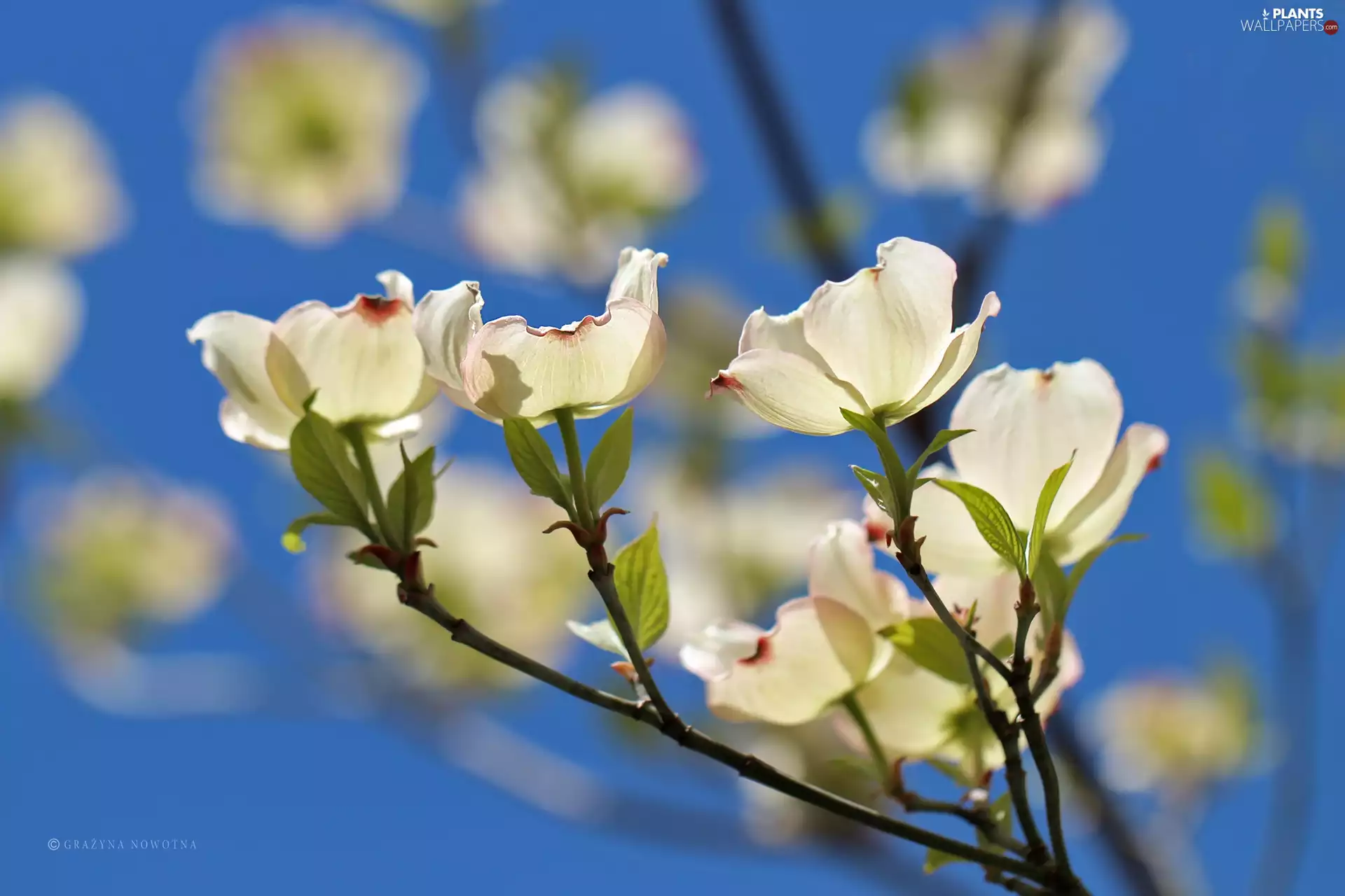 dog-wood, White, Flowers, Bush