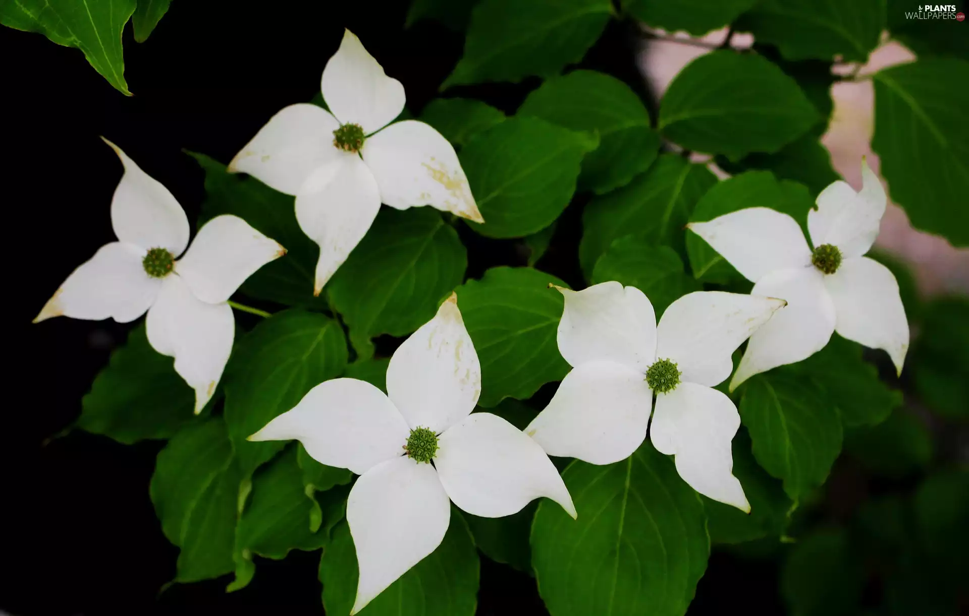 dog-wood, White, Leaf, Flowers
