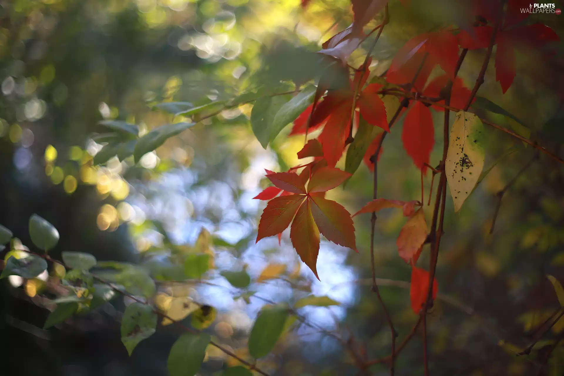 Woodbine, Leaf, Autumn