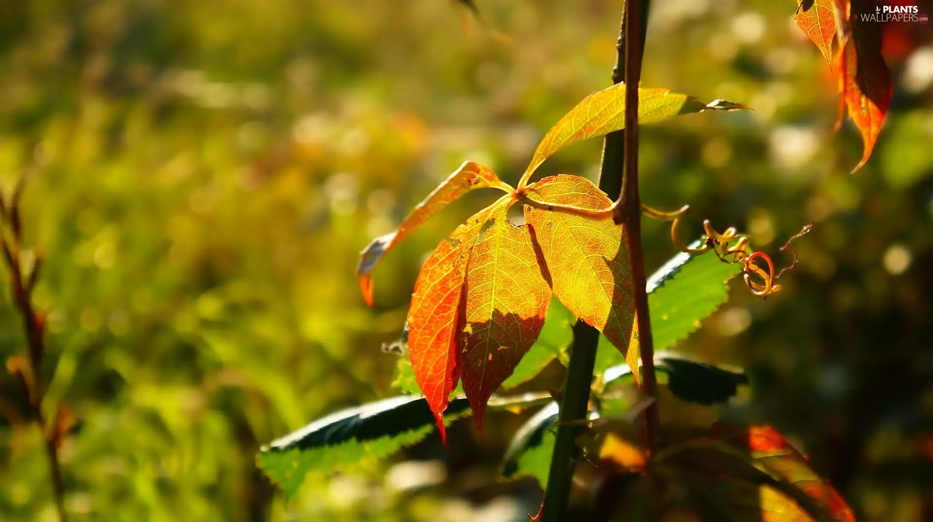 Woodbine, plant, leaf