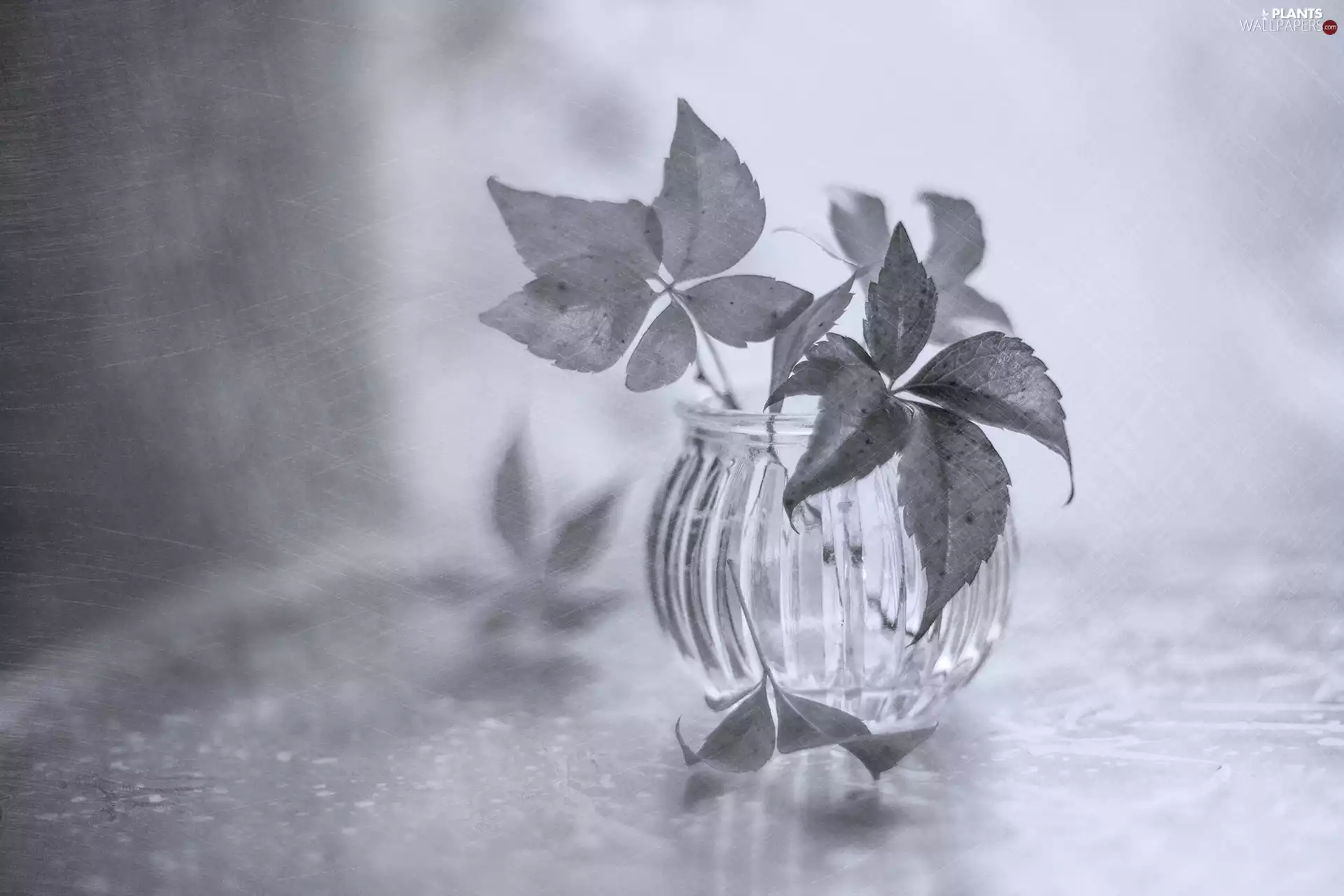 Black and white, Woodbine, vase, Leaf