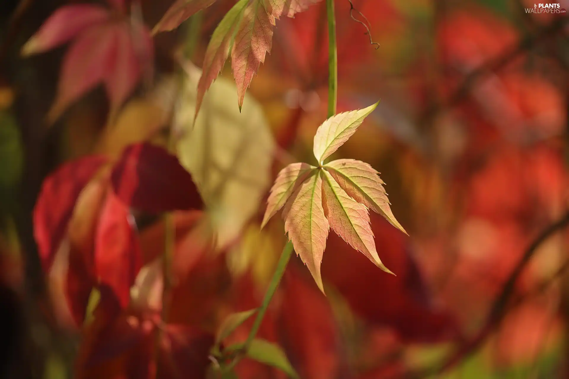 Virginia Creeper, leaf, Woodbine